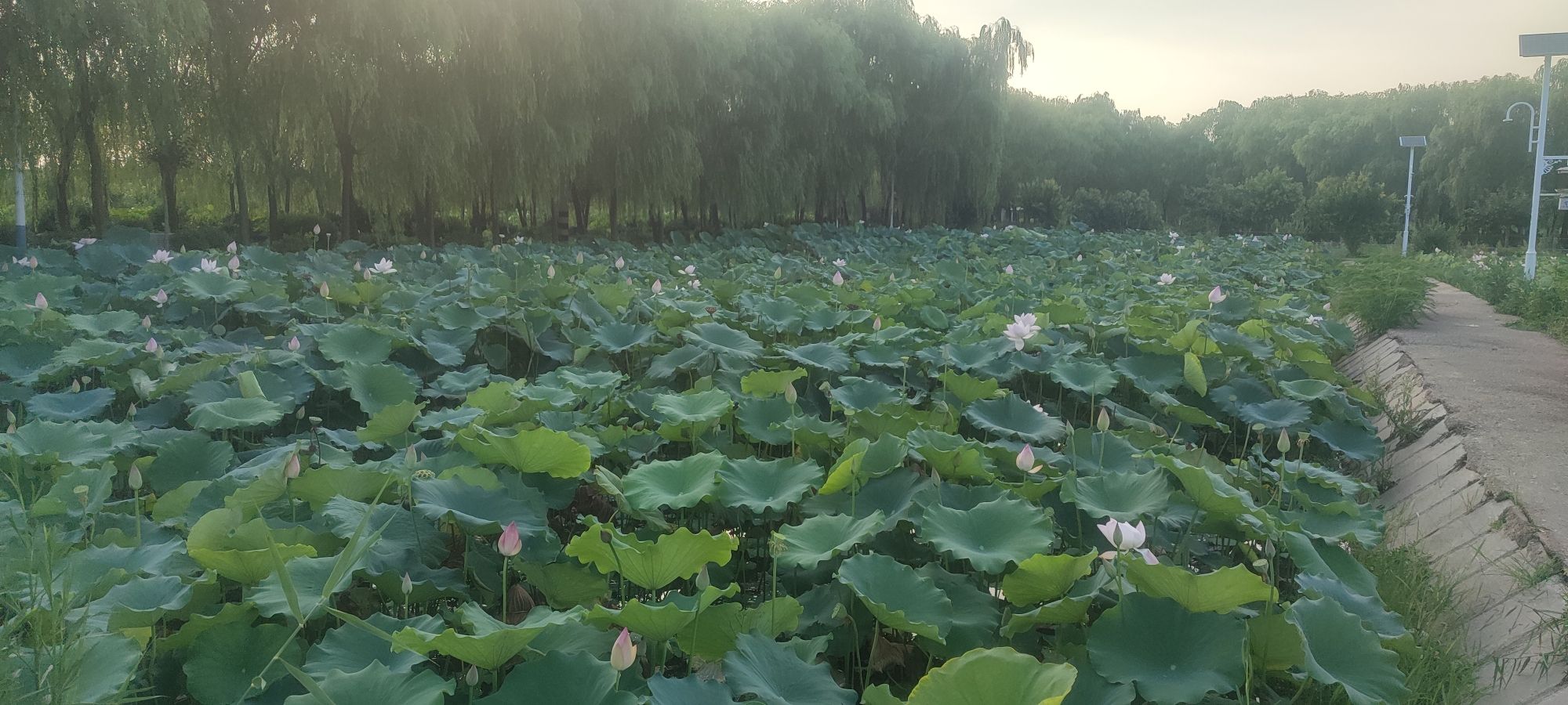 响水韩家荡雁红莲景区旅行图片 3