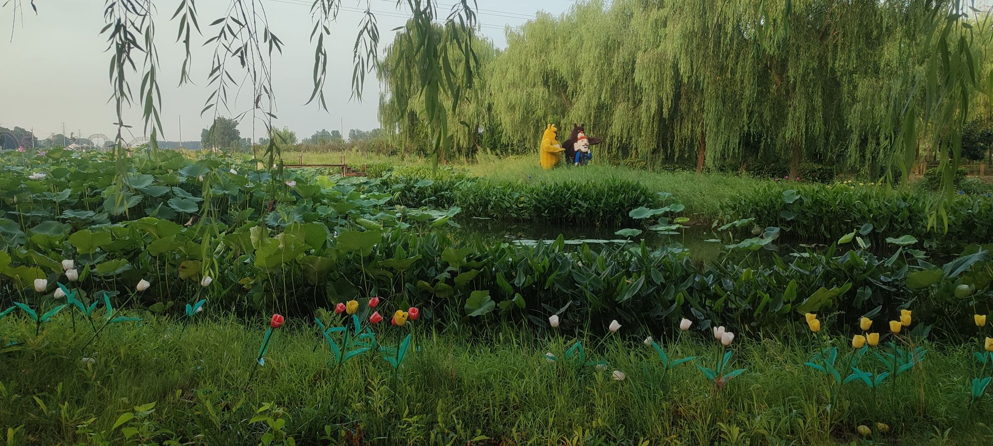 响水韩家荡雁红莲景区旅行图片 1