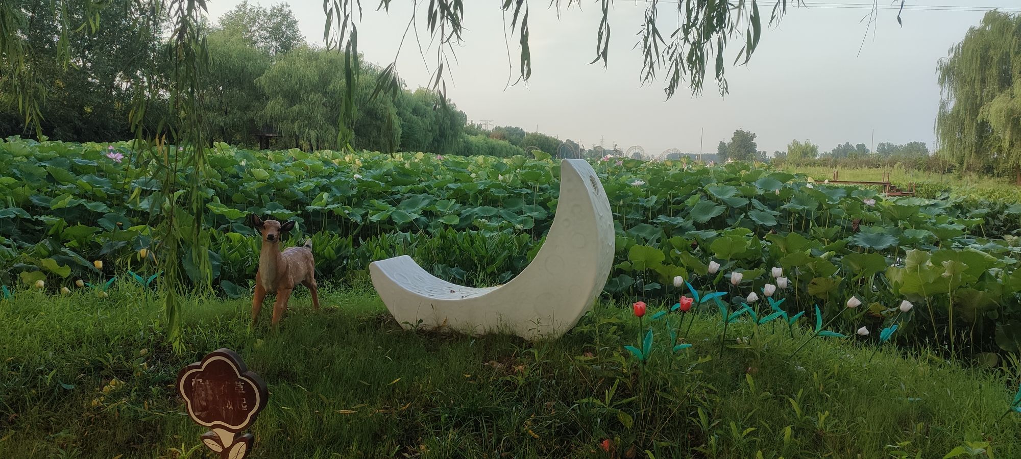响水韩家荡雁红莲景区旅行图片 2