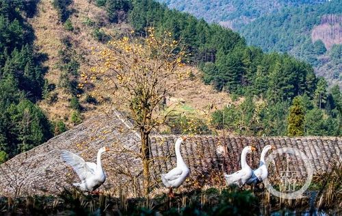 乡村印象旅行图片 1