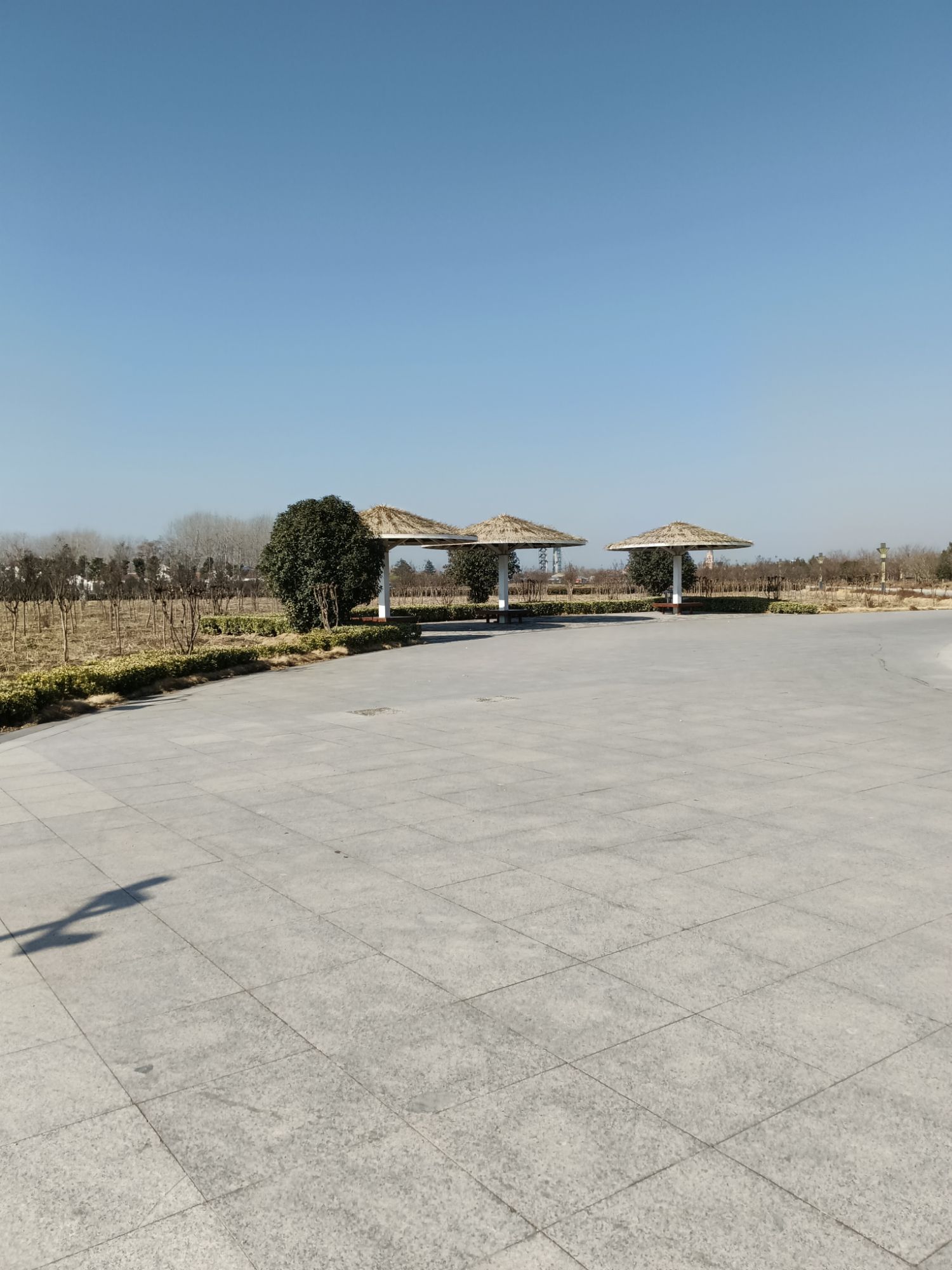柳孜薰衣草园旅行图片 1