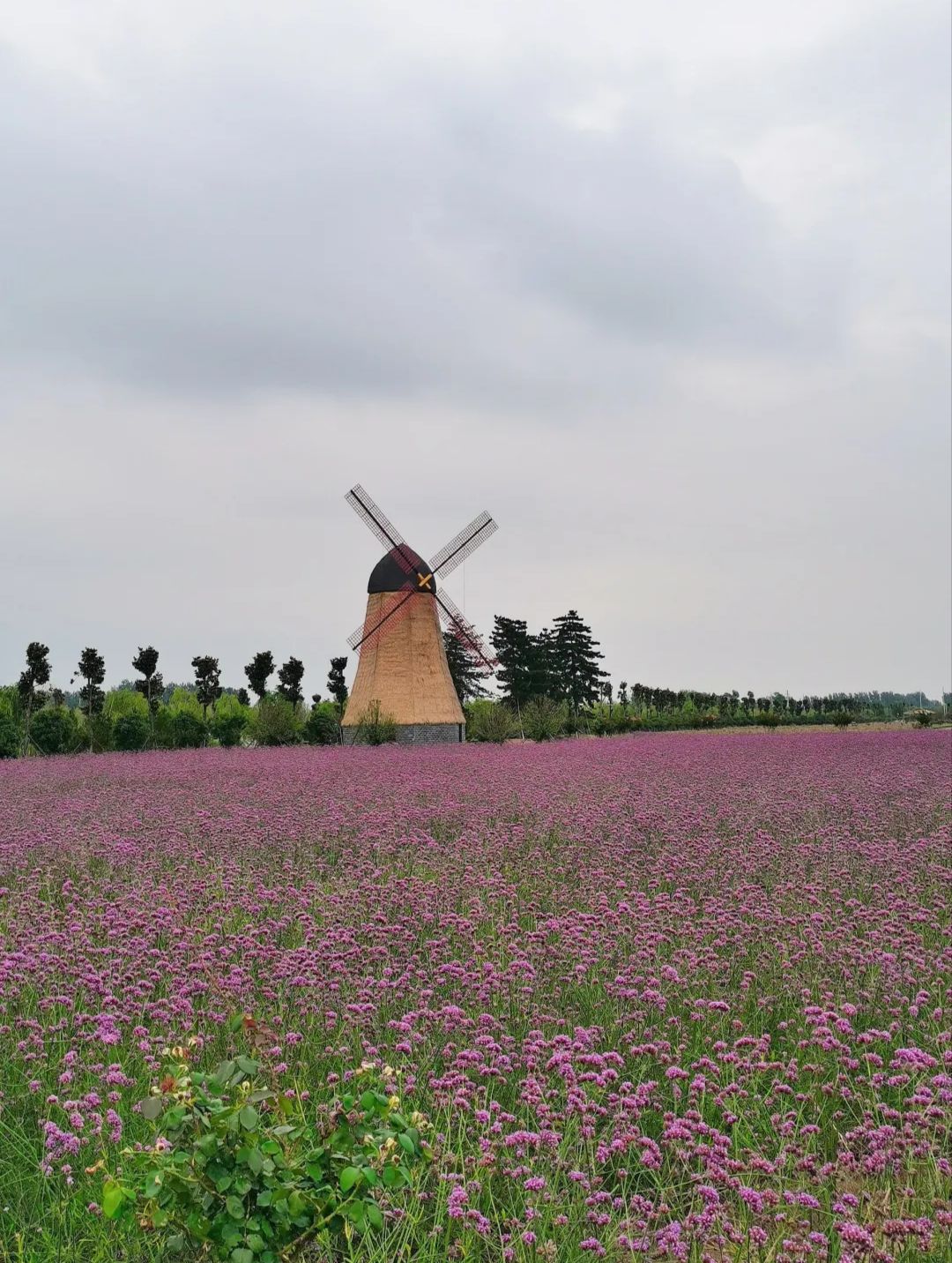 柳孜薰衣草园旅行图片 3