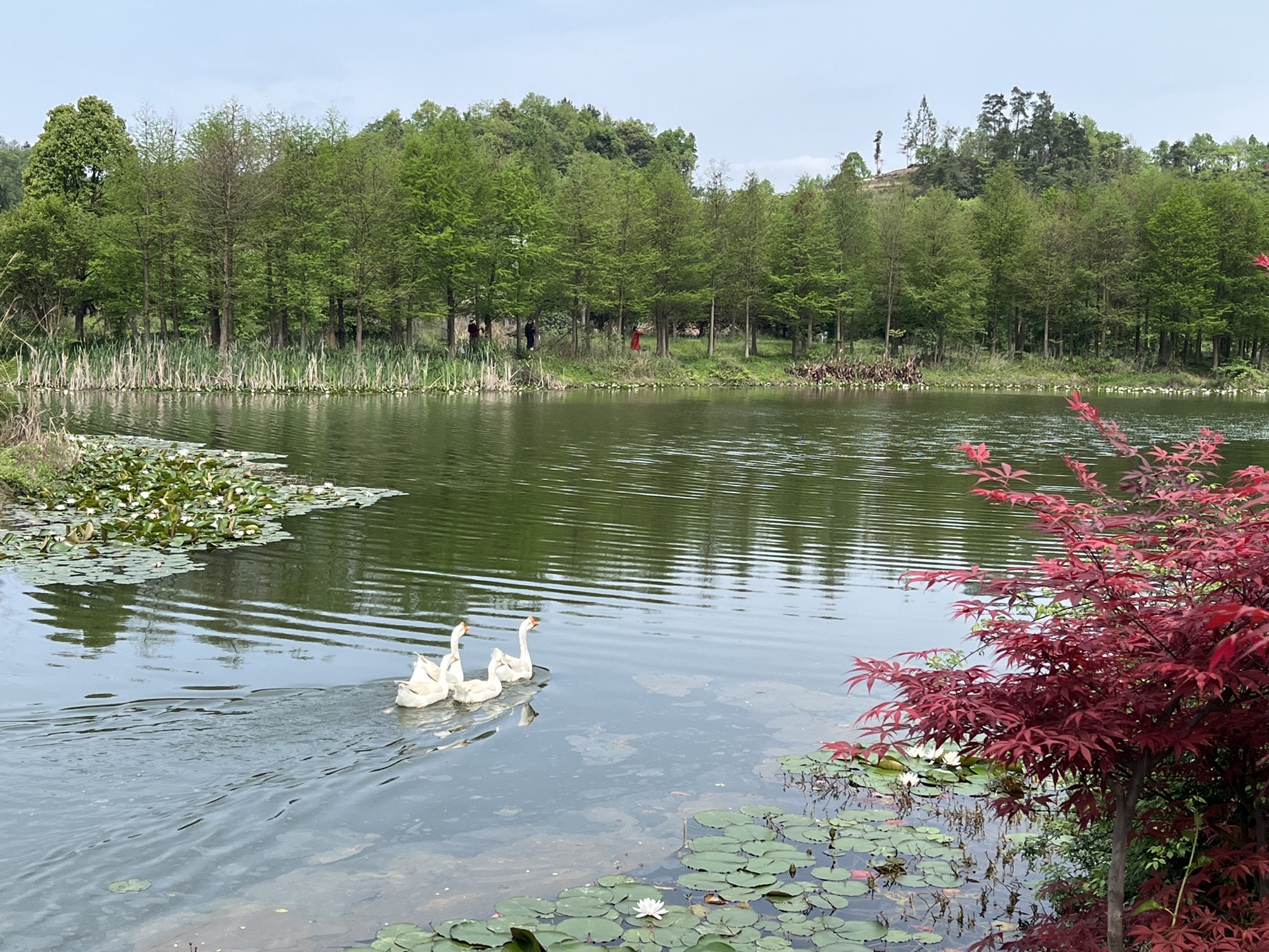 深溪莲池湿地公园旅行图片 3