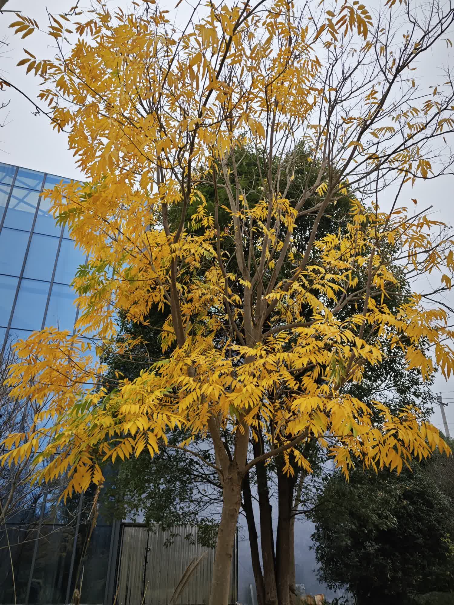 深溪莲池湿地公园旅行图片 3