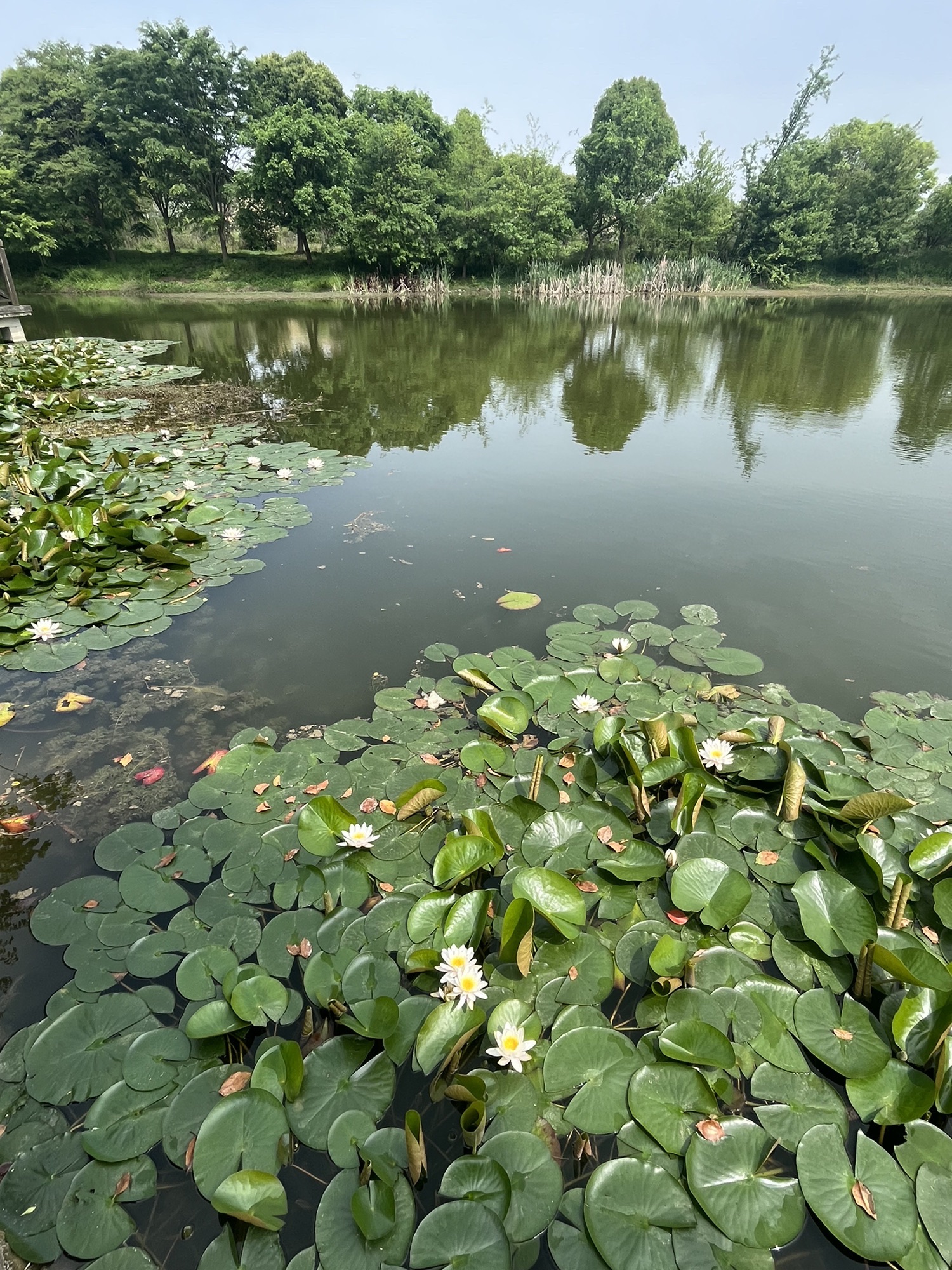 深溪莲池湿地公园旅行图片 2
