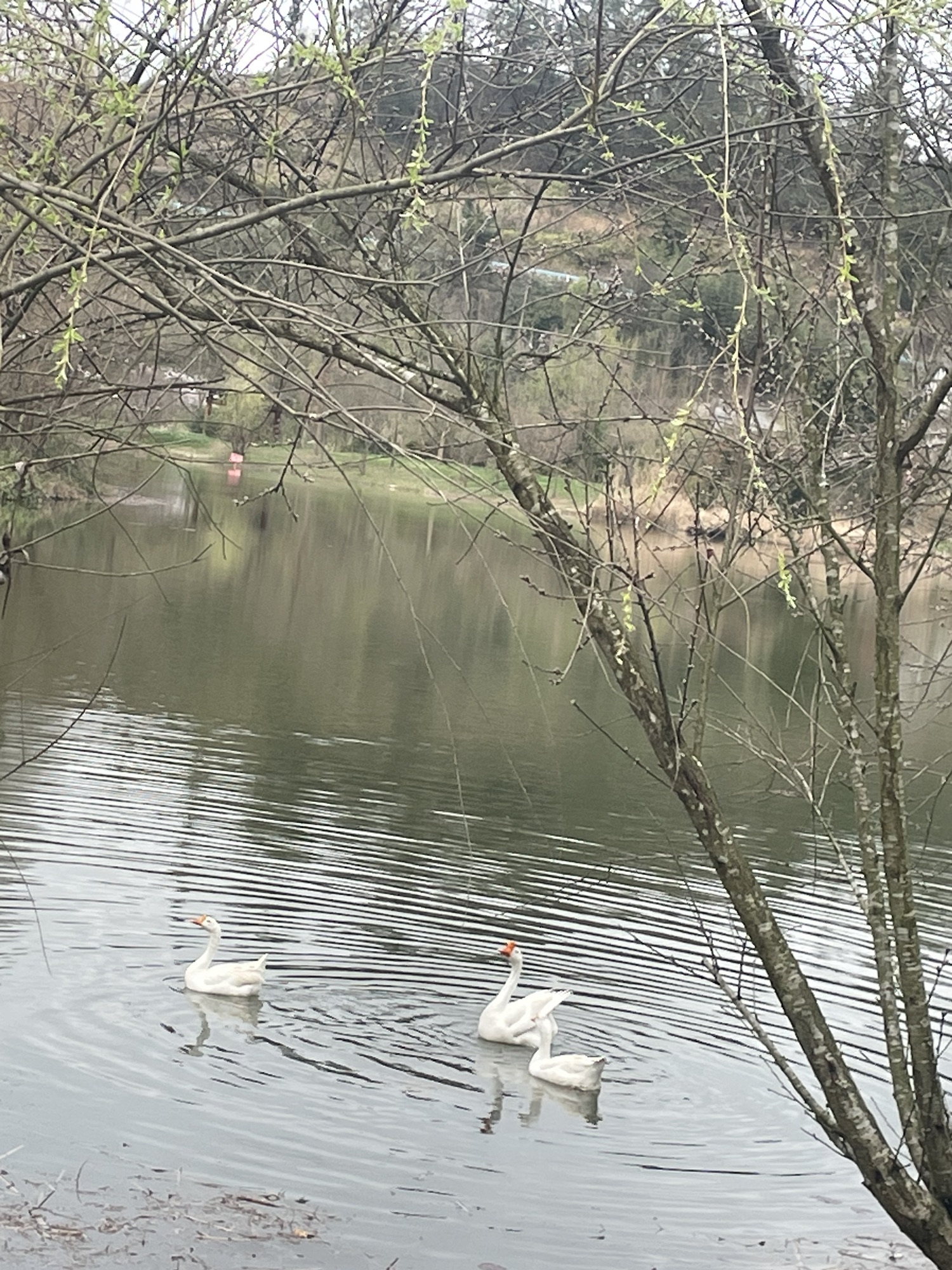 深溪莲池湿地公园旅行图片 3