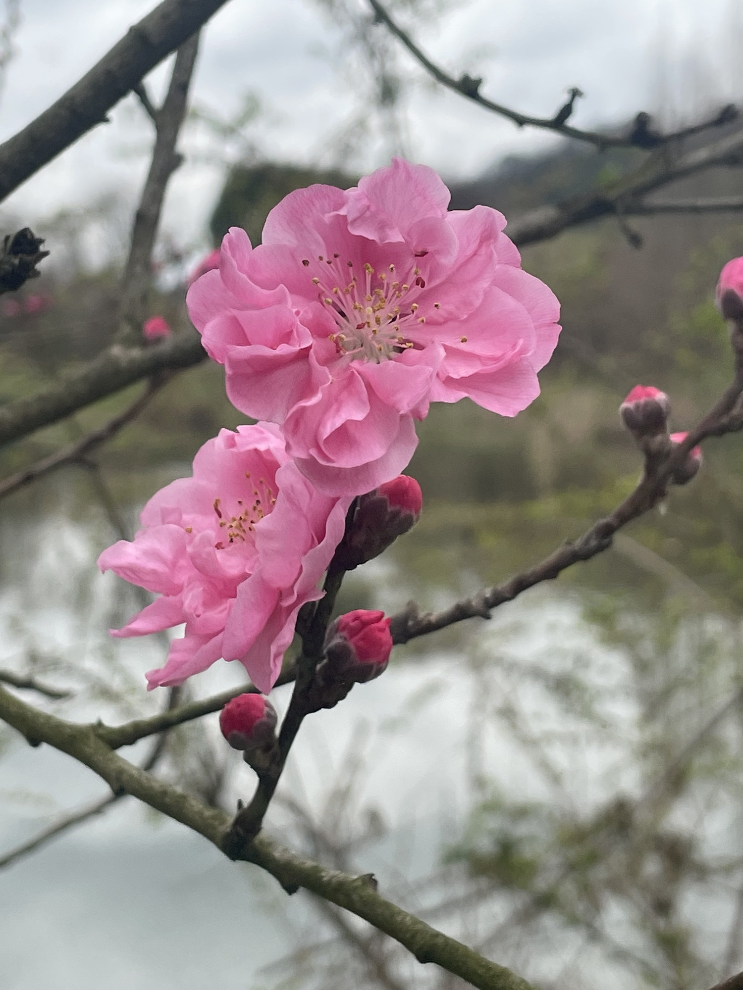 深溪莲池湿地公园旅行图片 1