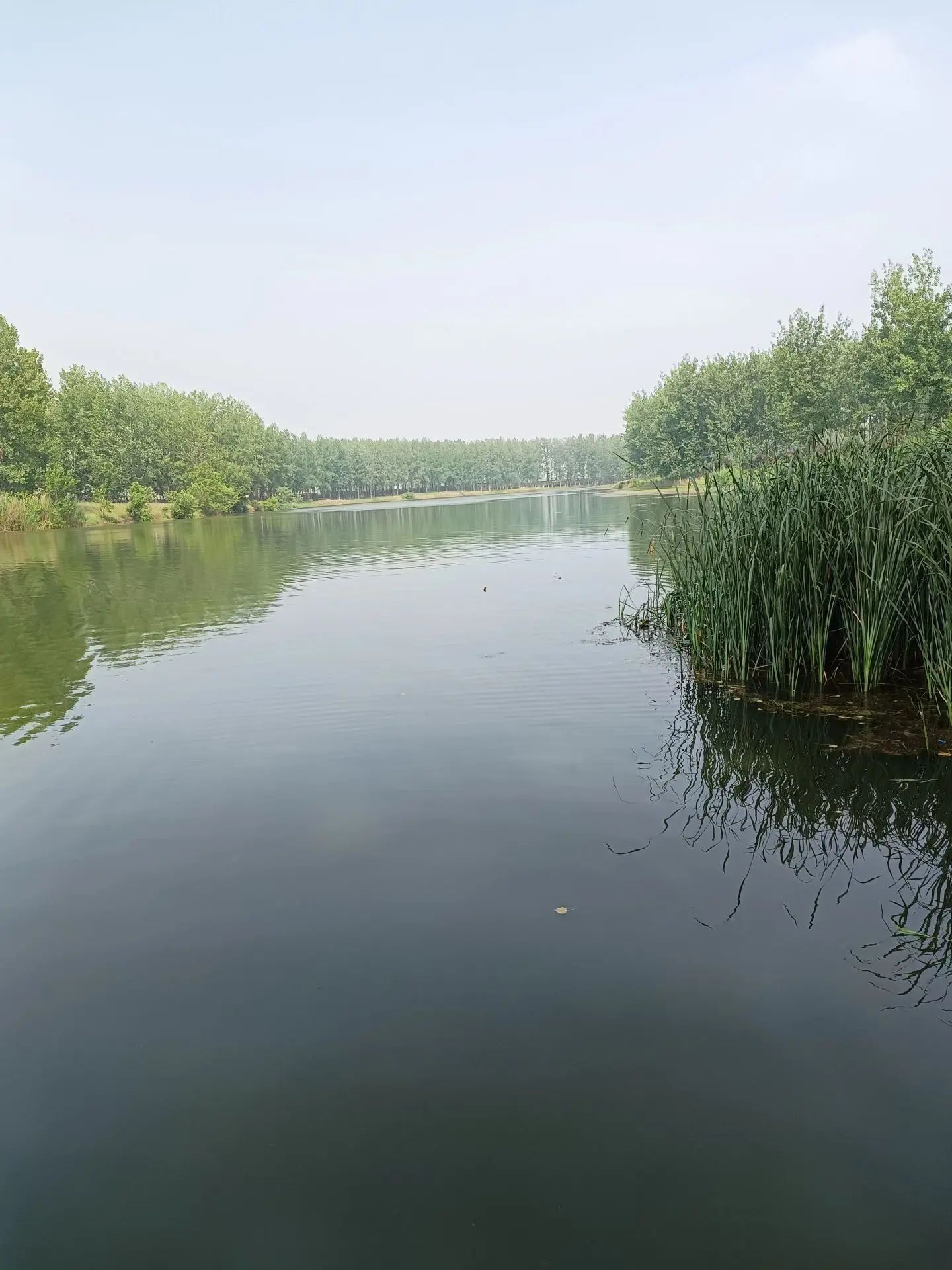 西淝河生态园旅行图片 1