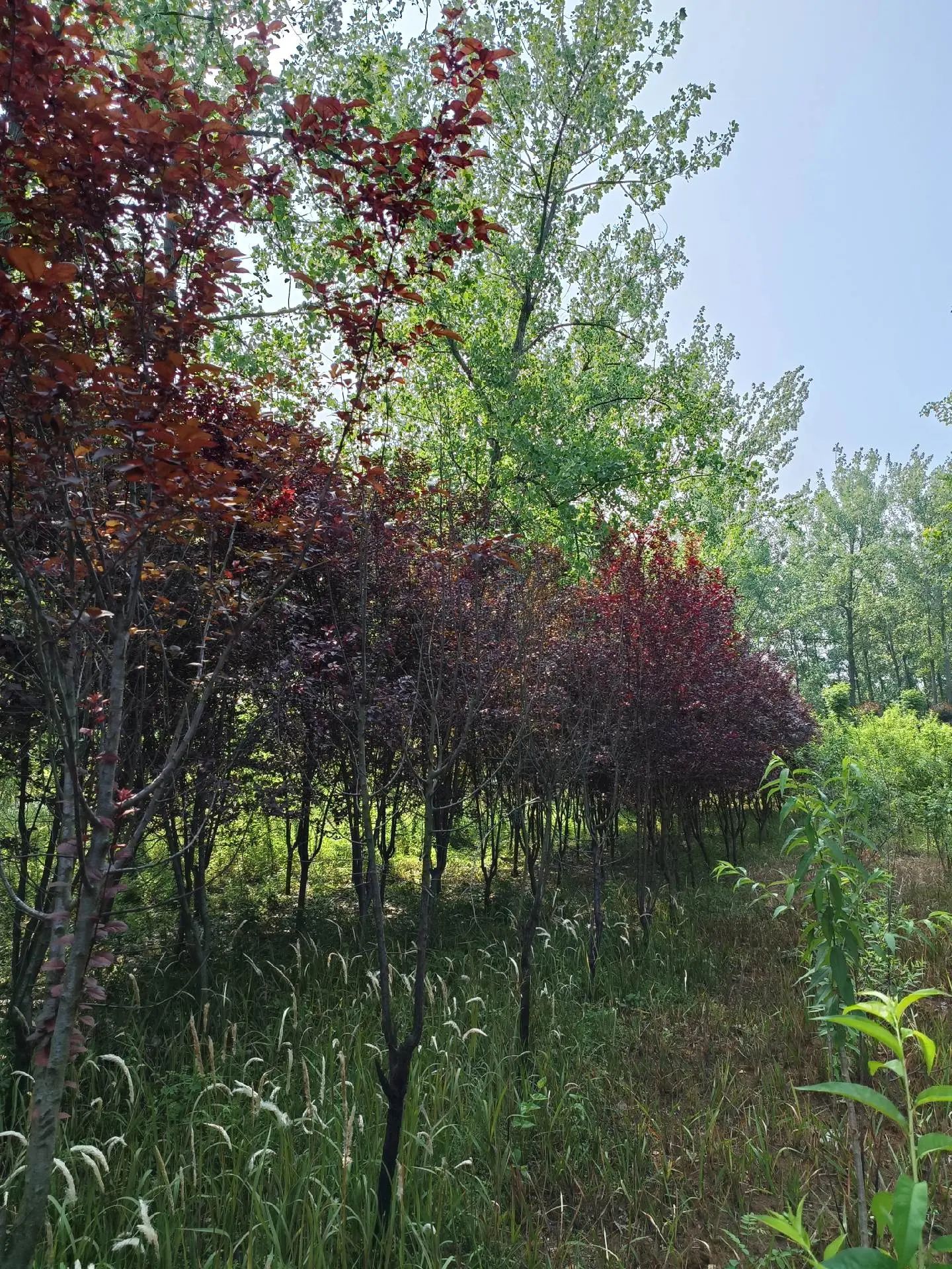 西淝河生态园旅行图片 3