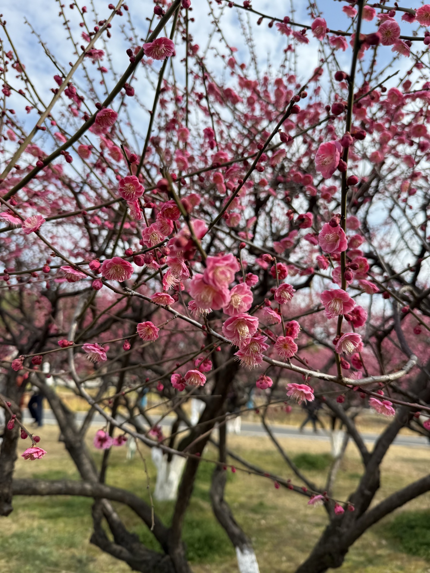 梅园旅行图片 2