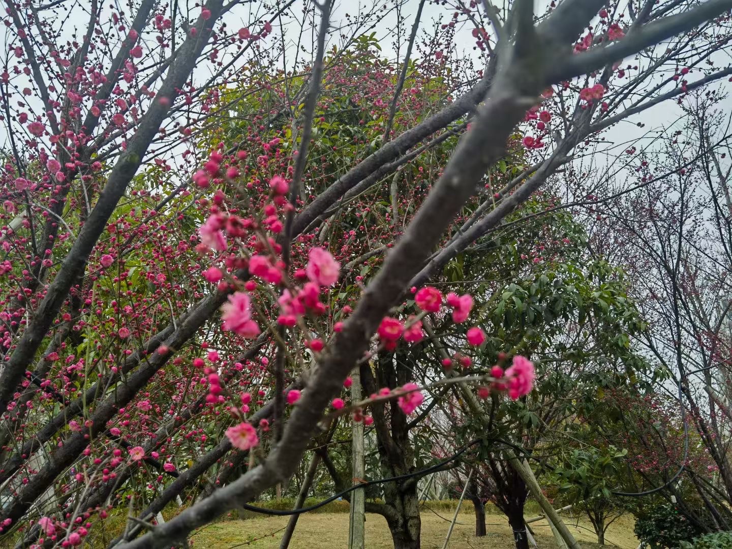 梅园旅行图片 1