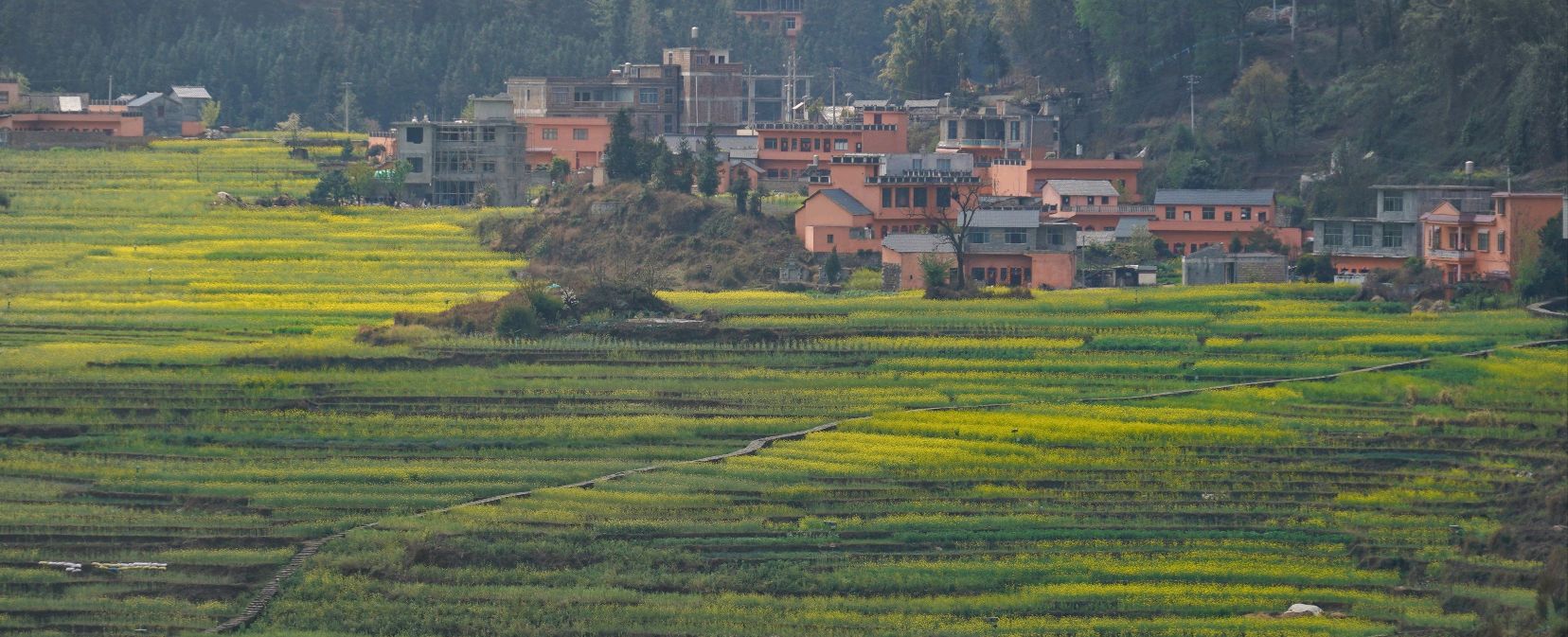 新民镇万亩梯田旅行图片 1