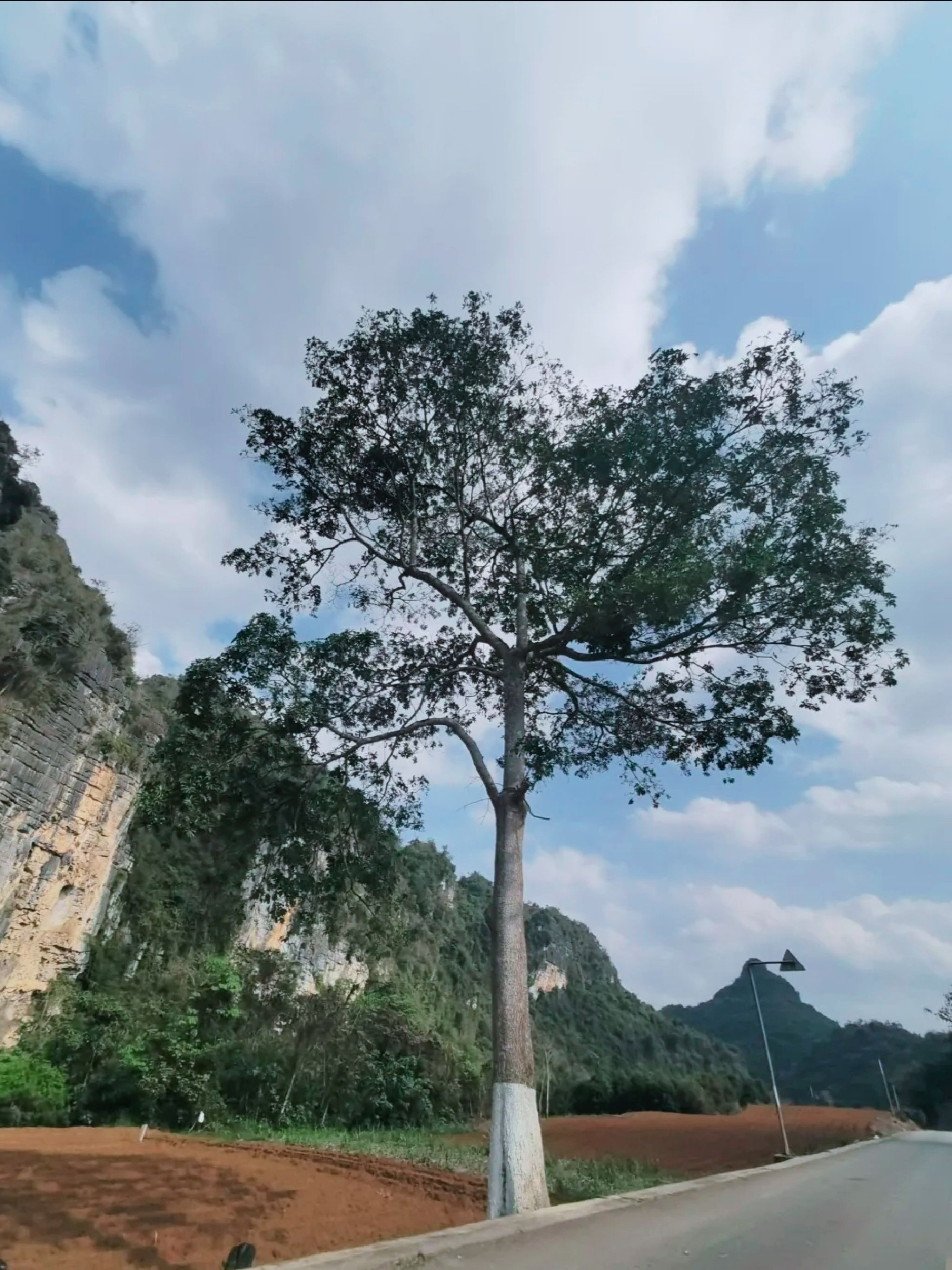 龙州老木棉发现·弄岗景区旅行图片 1