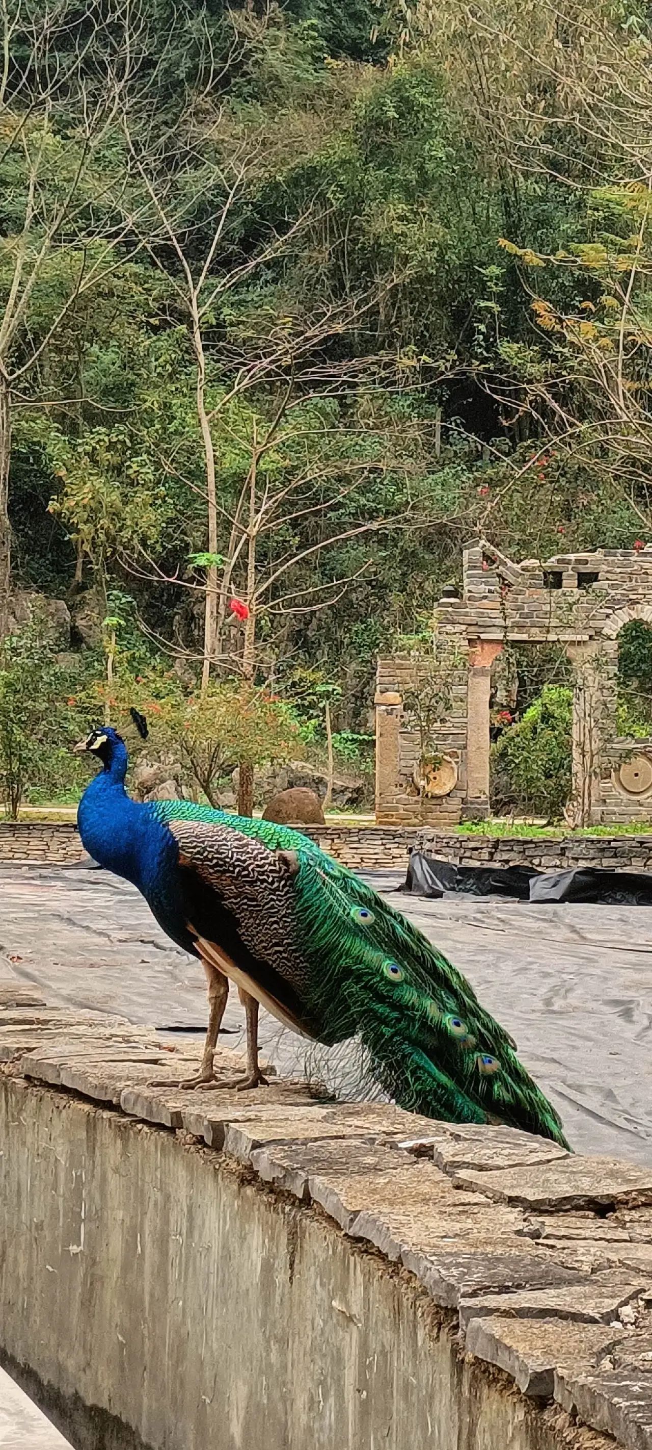 龙州老木棉发现·弄岗景区旅行图片 3