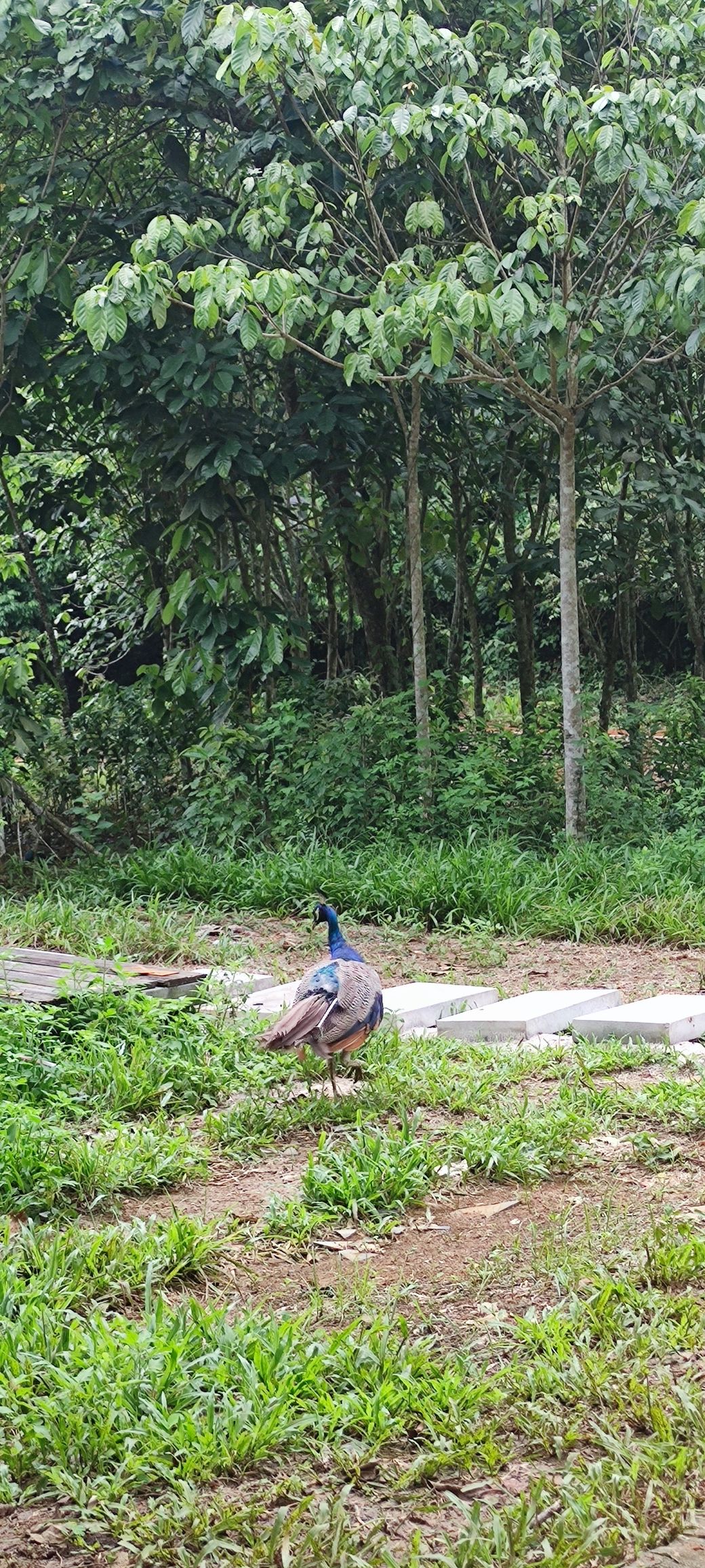 龙州老木棉发现·弄岗景区旅行图片 3