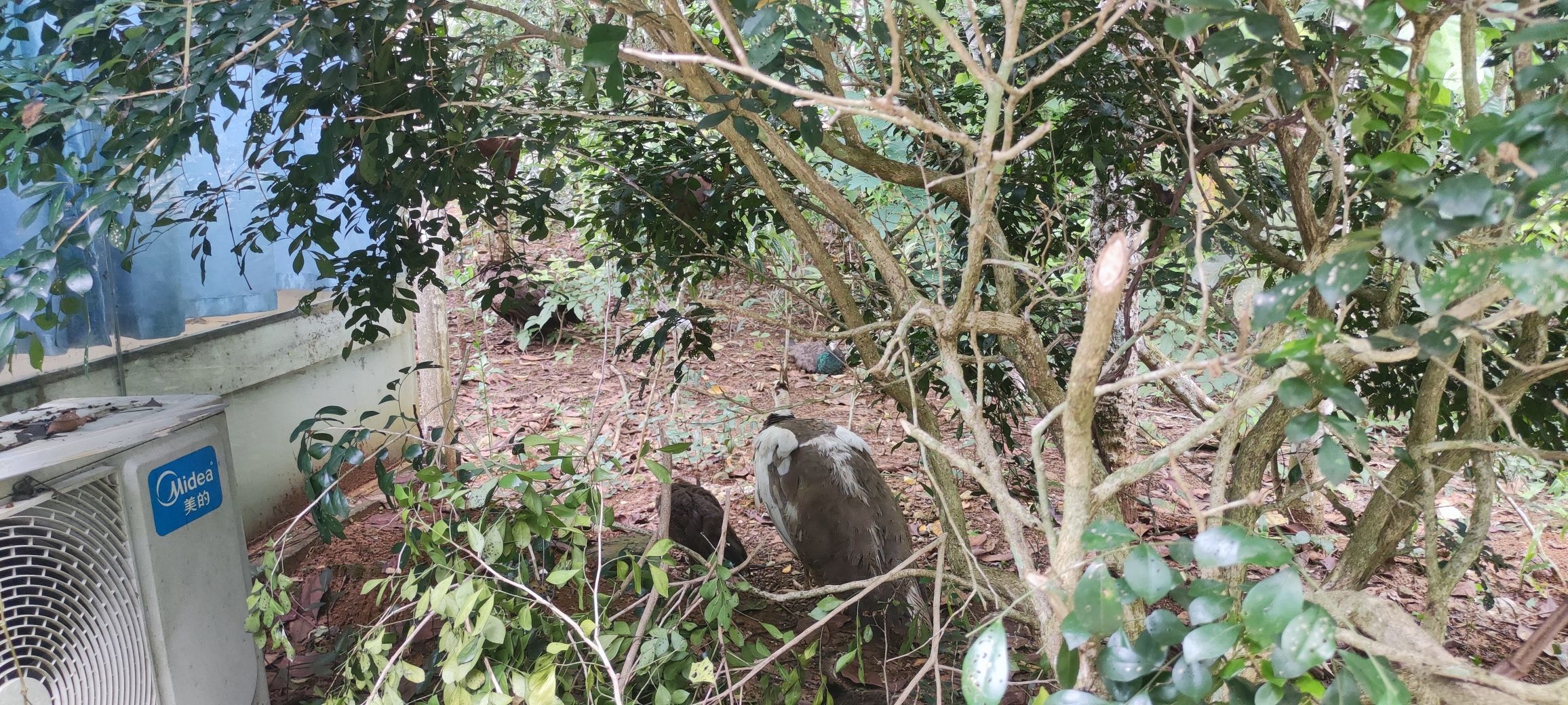 龙州老木棉发现·弄岗景区旅行图片 2