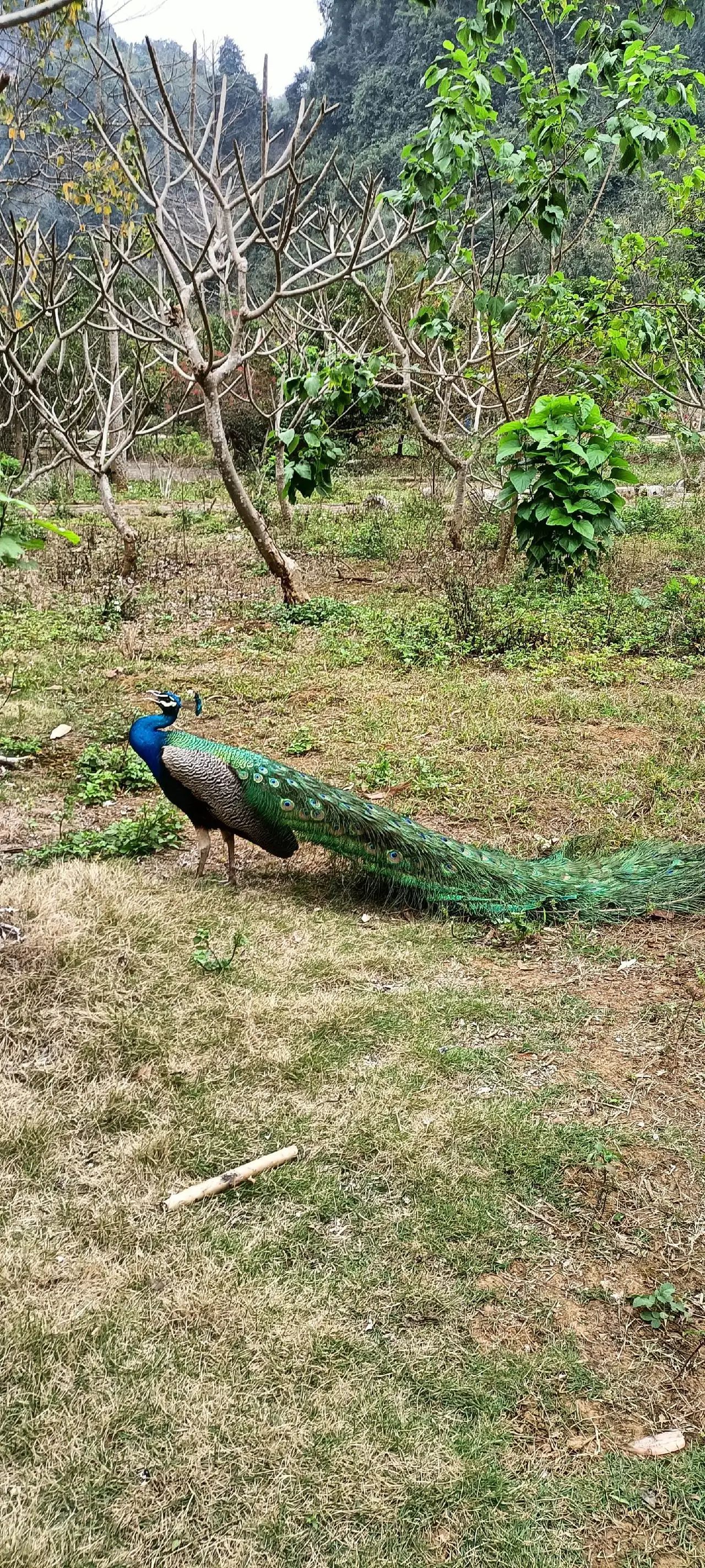 龙州老木棉发现·弄岗景区旅行图片 1