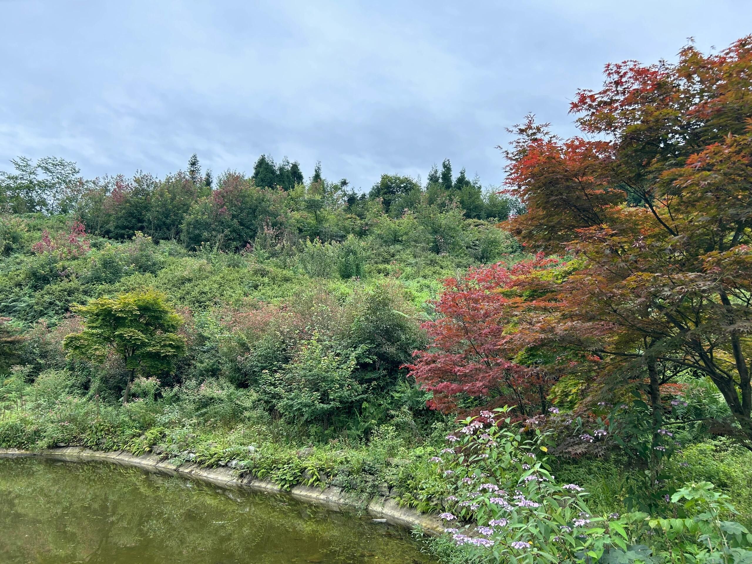川西红枫岭旅行图片 2