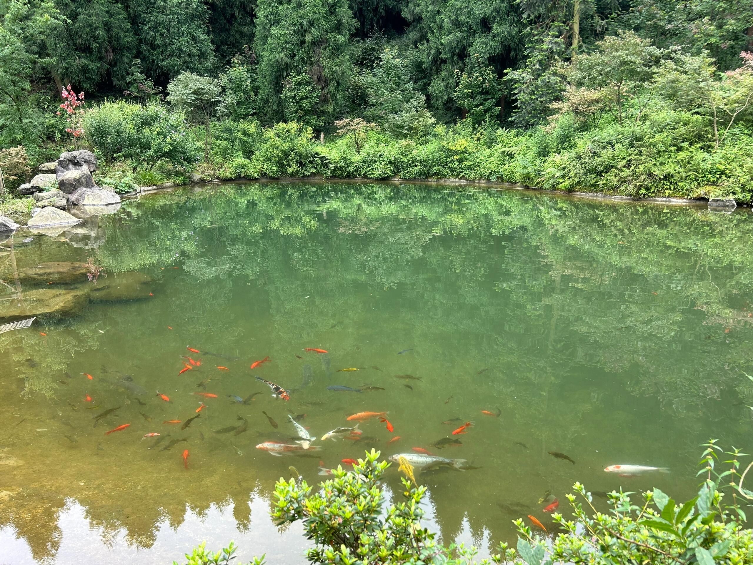 川西红枫岭旅行图片 1