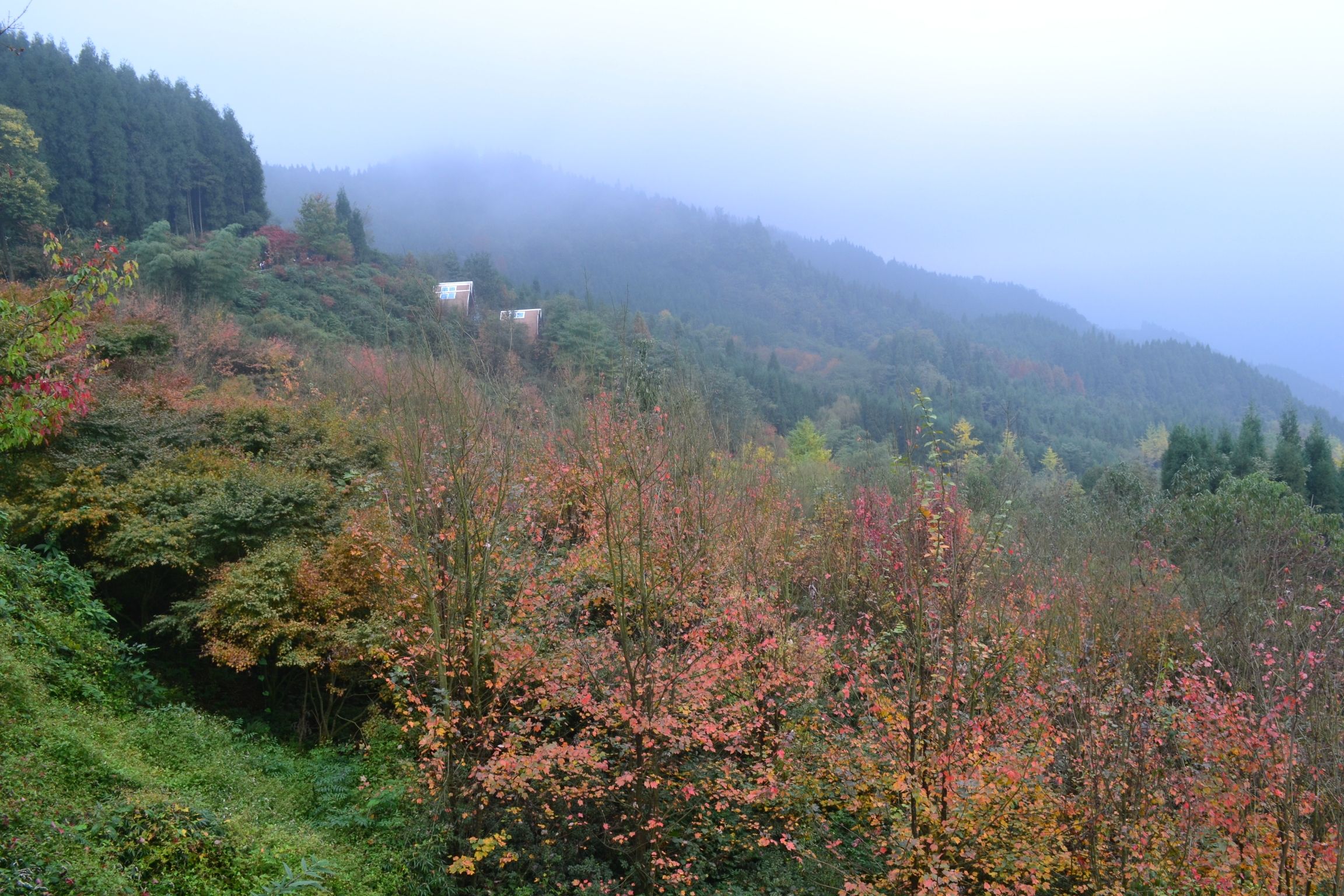 川西红枫岭旅行图片 2