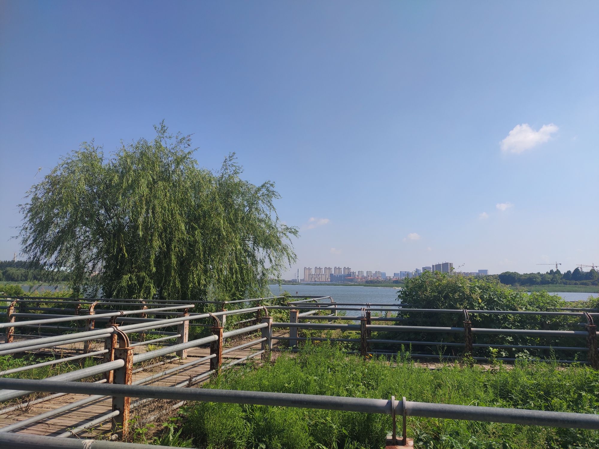 中国寿光月季园旅行图片 3