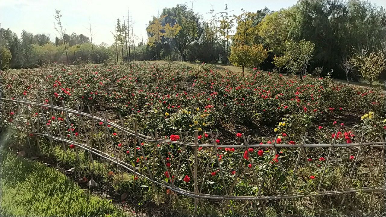 中国寿光月季园旅行图片 1