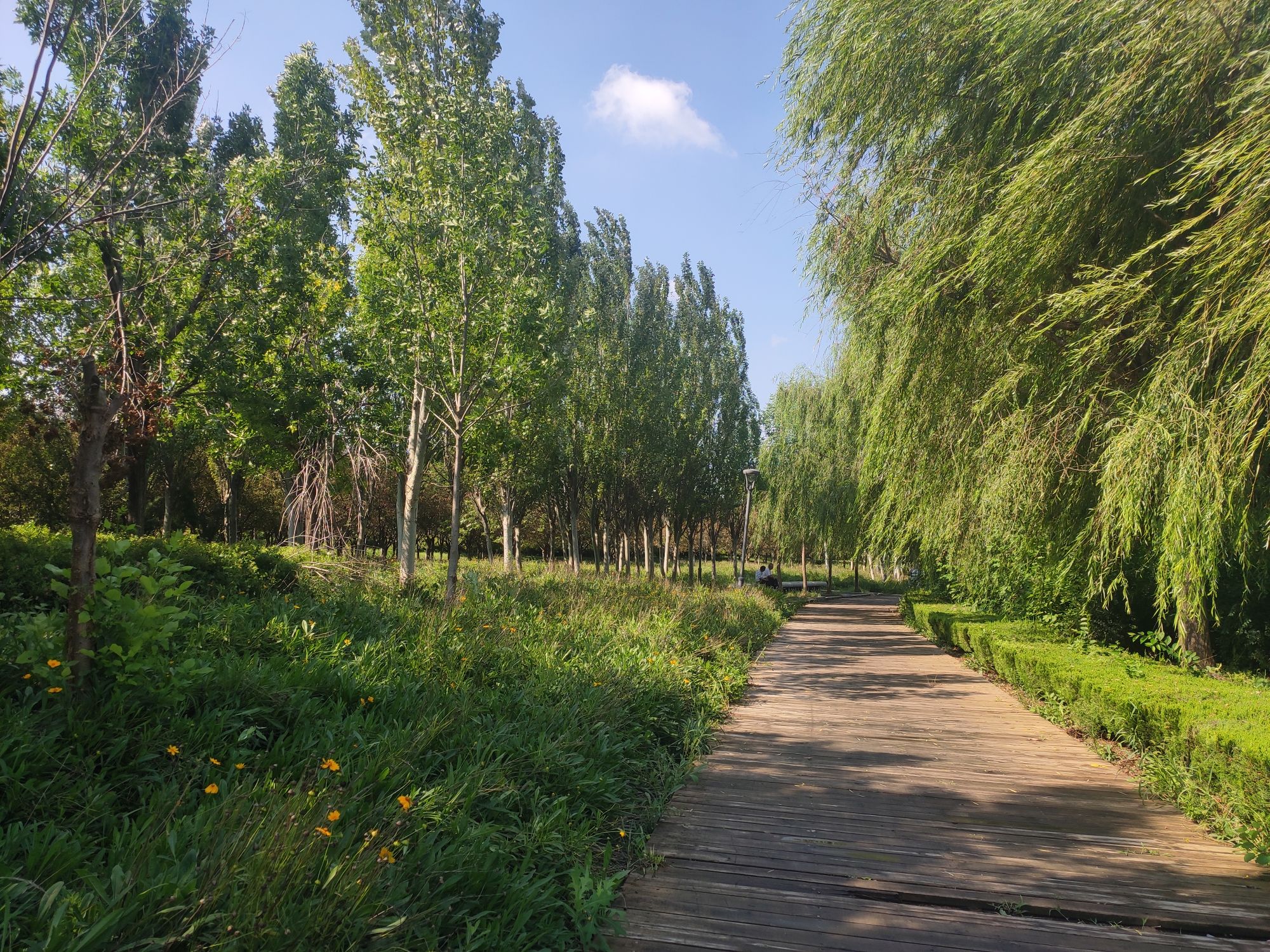 中国寿光月季园旅行图片 2