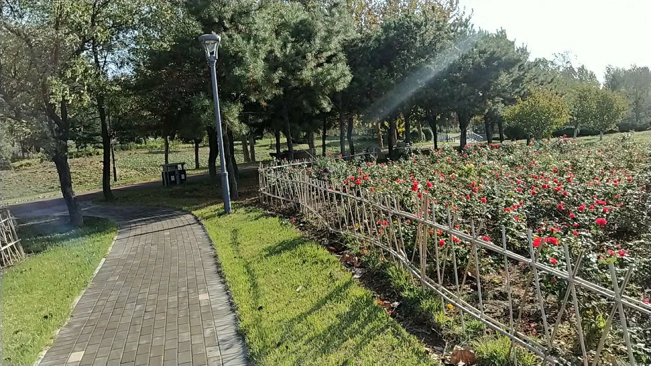 中国寿光月季园旅行图片 2