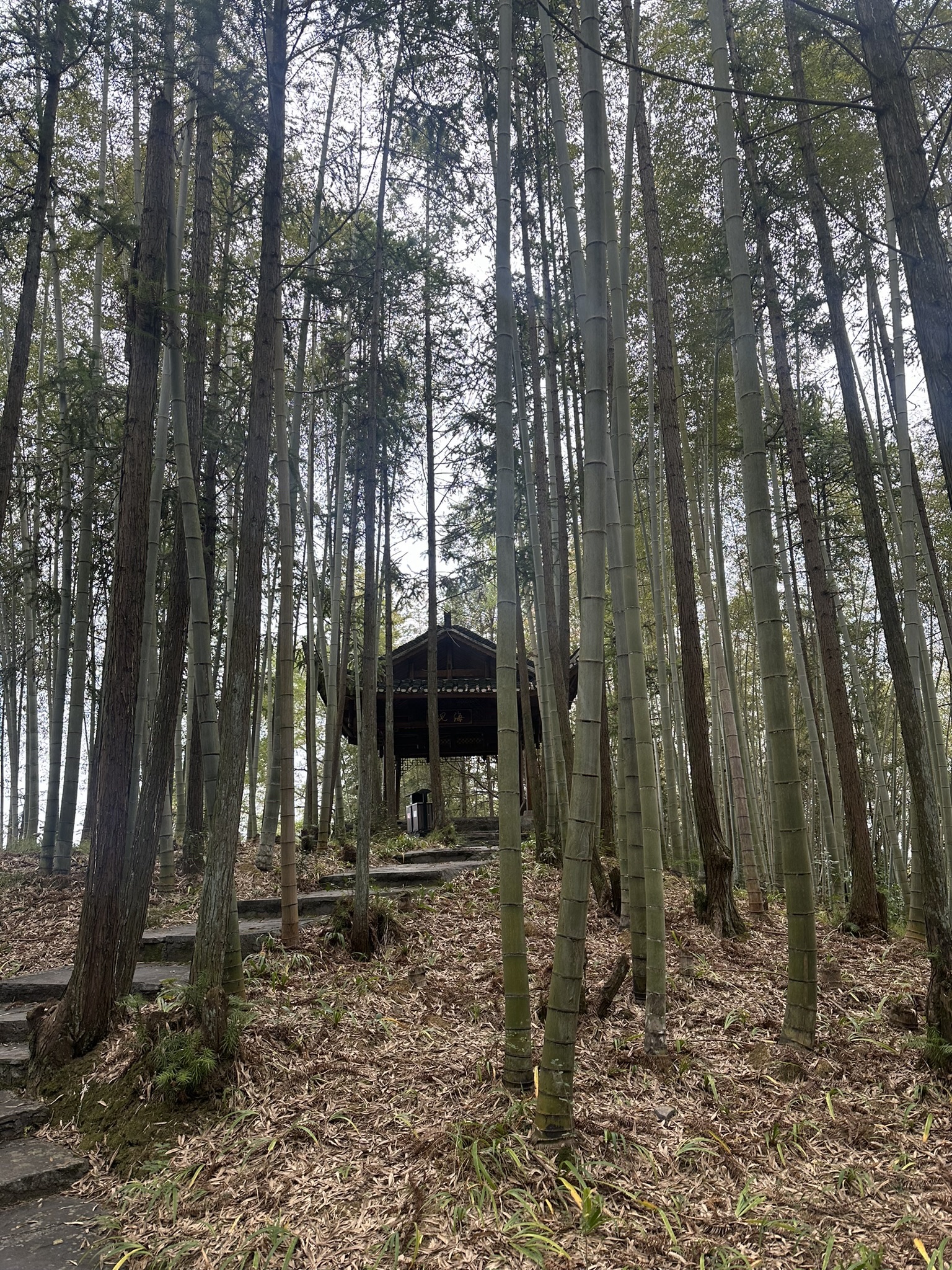 红枫森林公园旅行图片 2