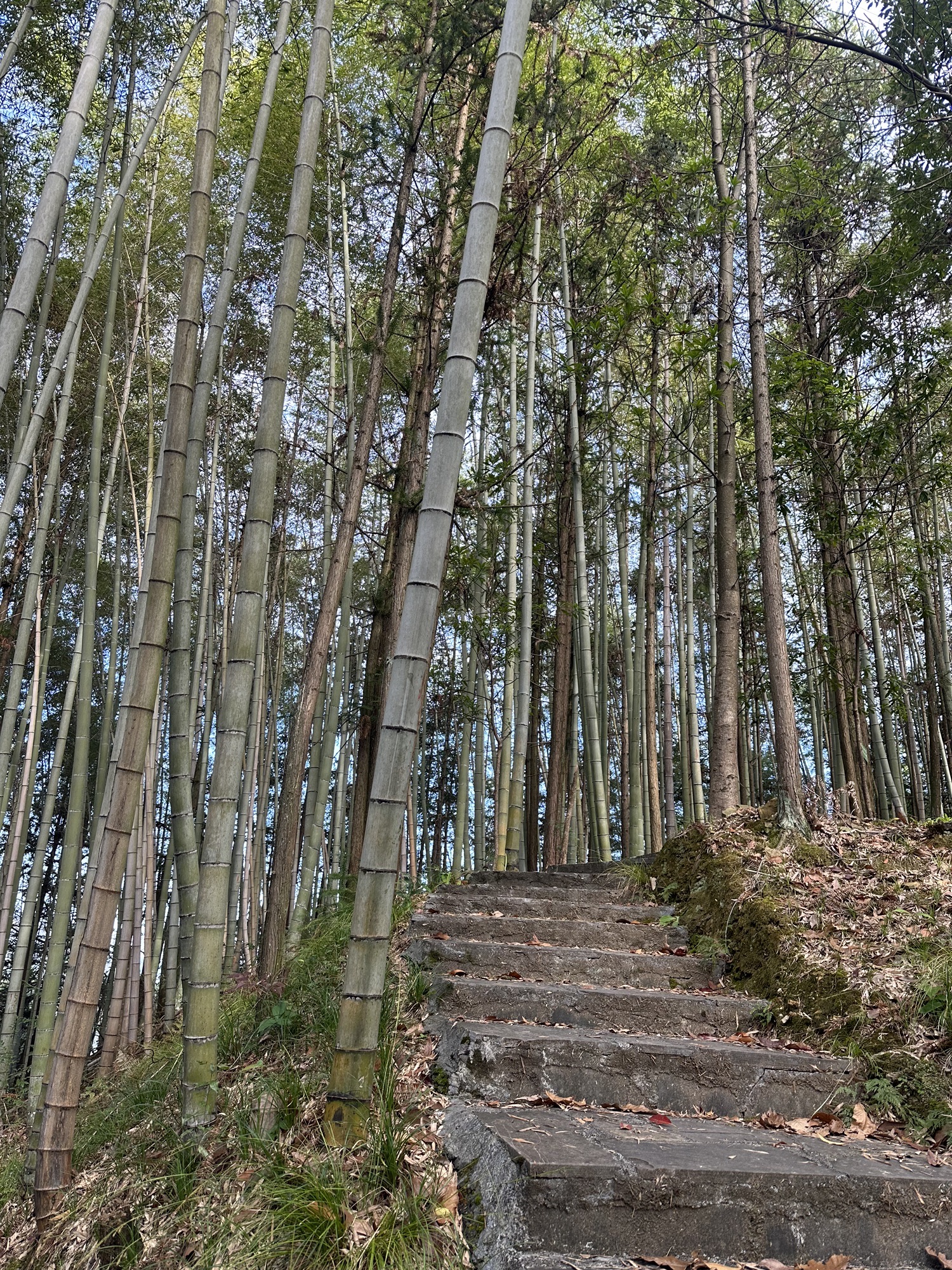 红枫森林公园旅行图片 3