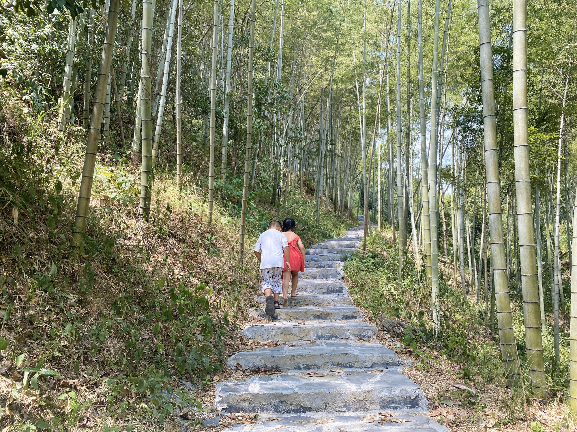 红枫森林公园旅行图片 3