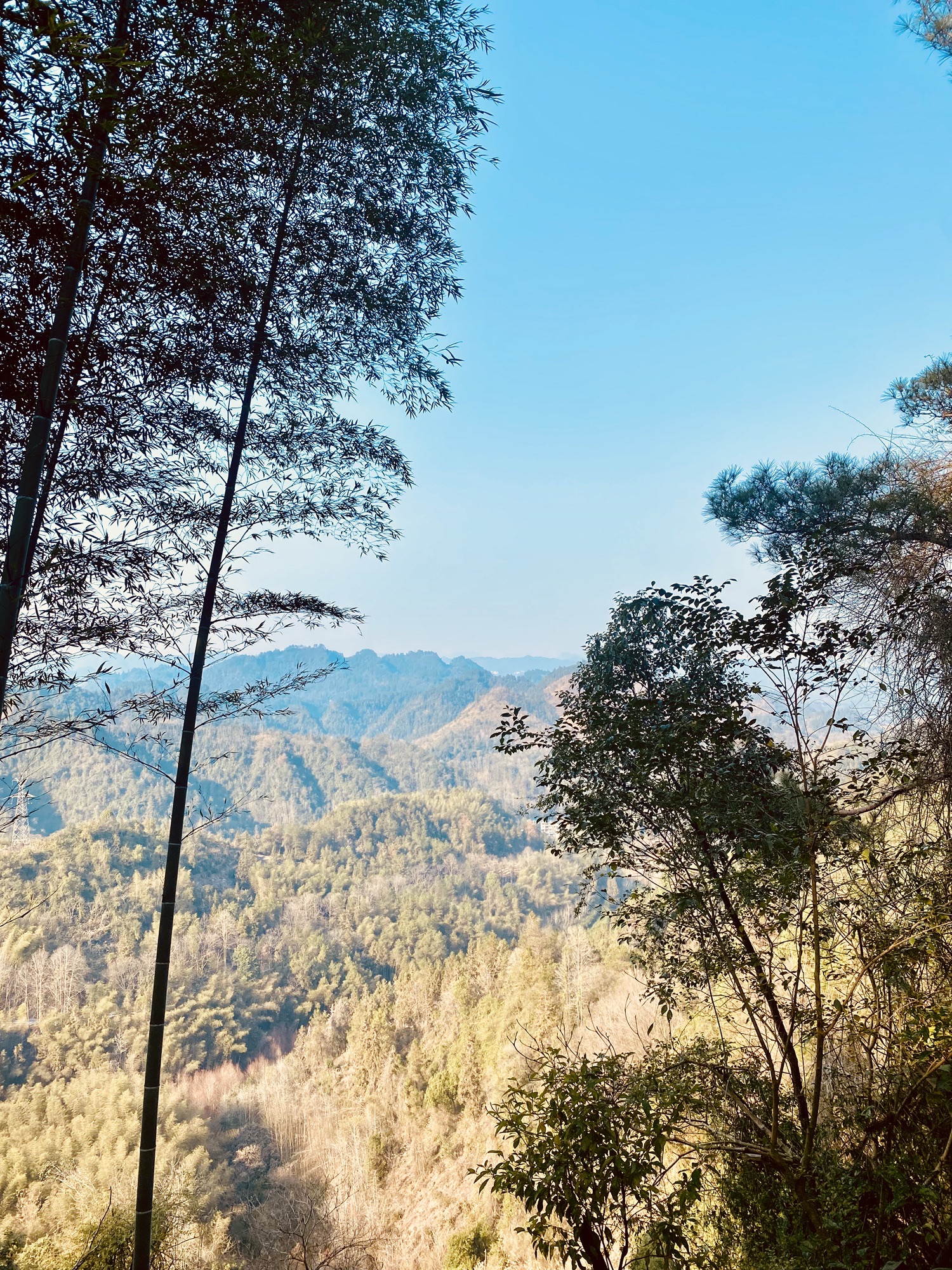红枫森林公园旅行图片 2