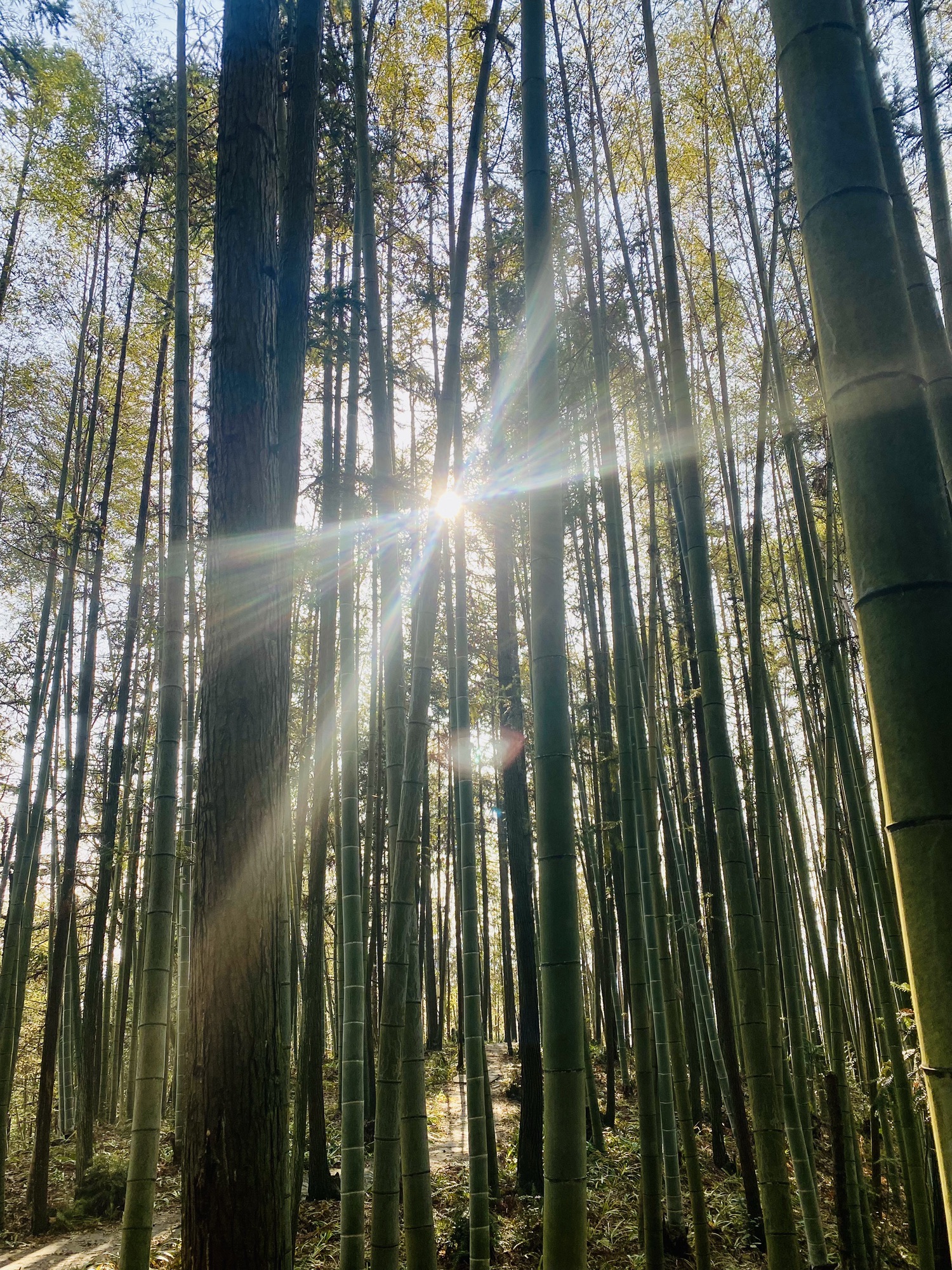 红枫森林公园旅行图片 3