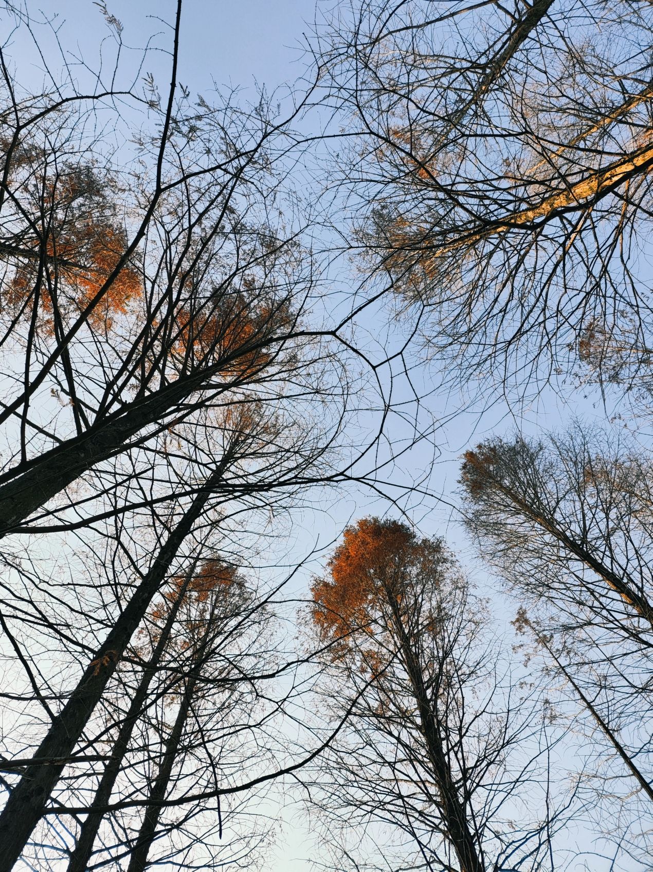 百鹭洲湿地公园旅行图片 1