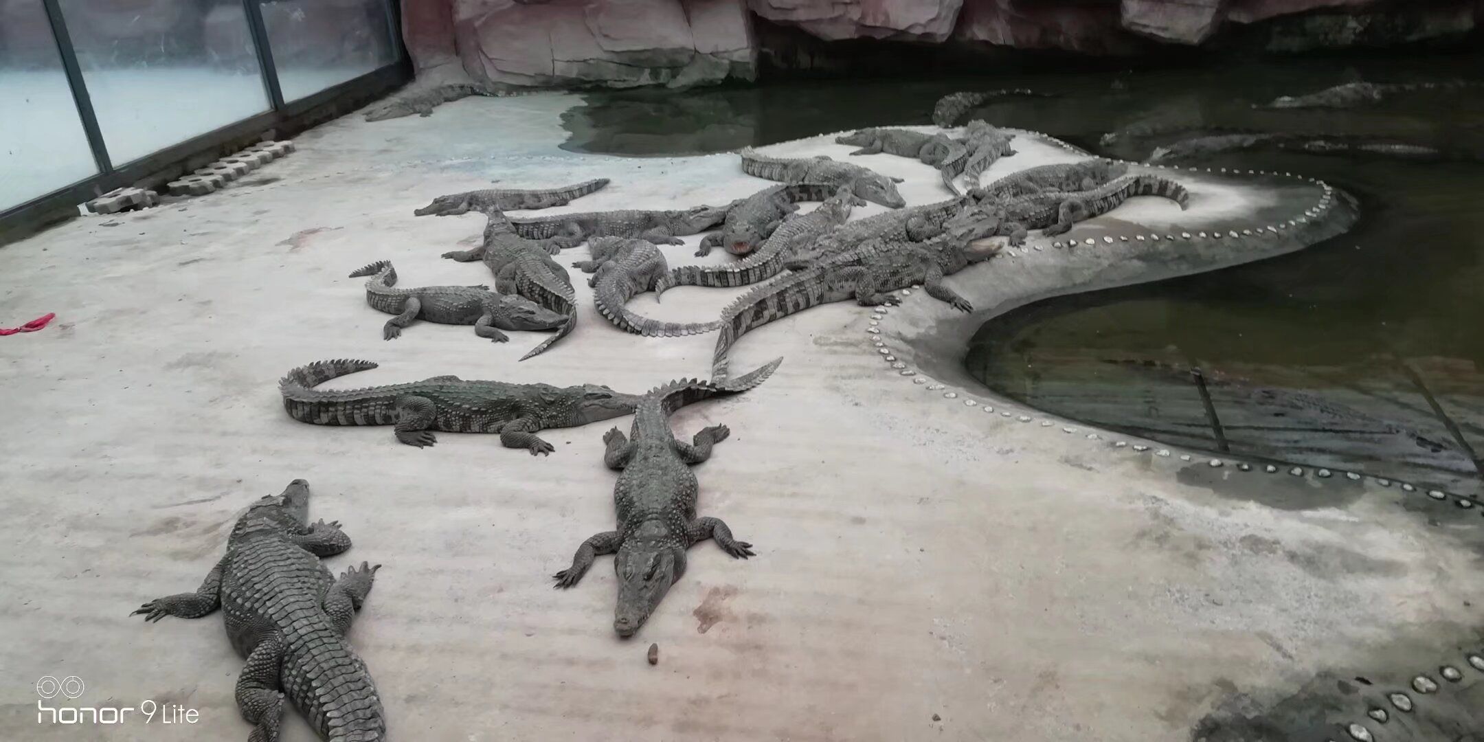 德州动植物园旅行图片 3
