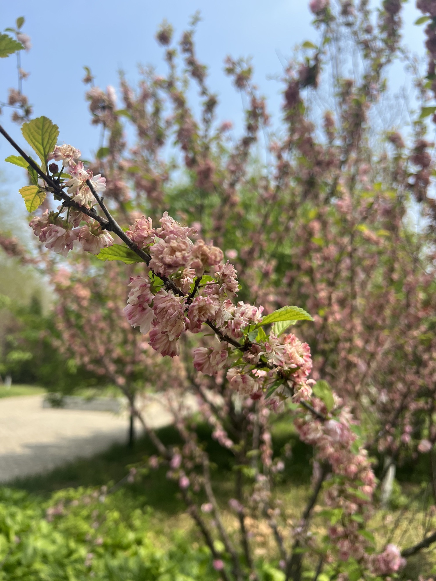 德州动植物园旅行图片 2