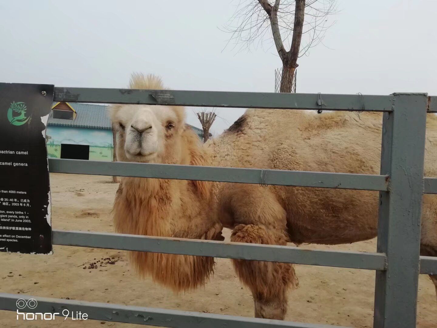 德州动植物园旅行图片 1