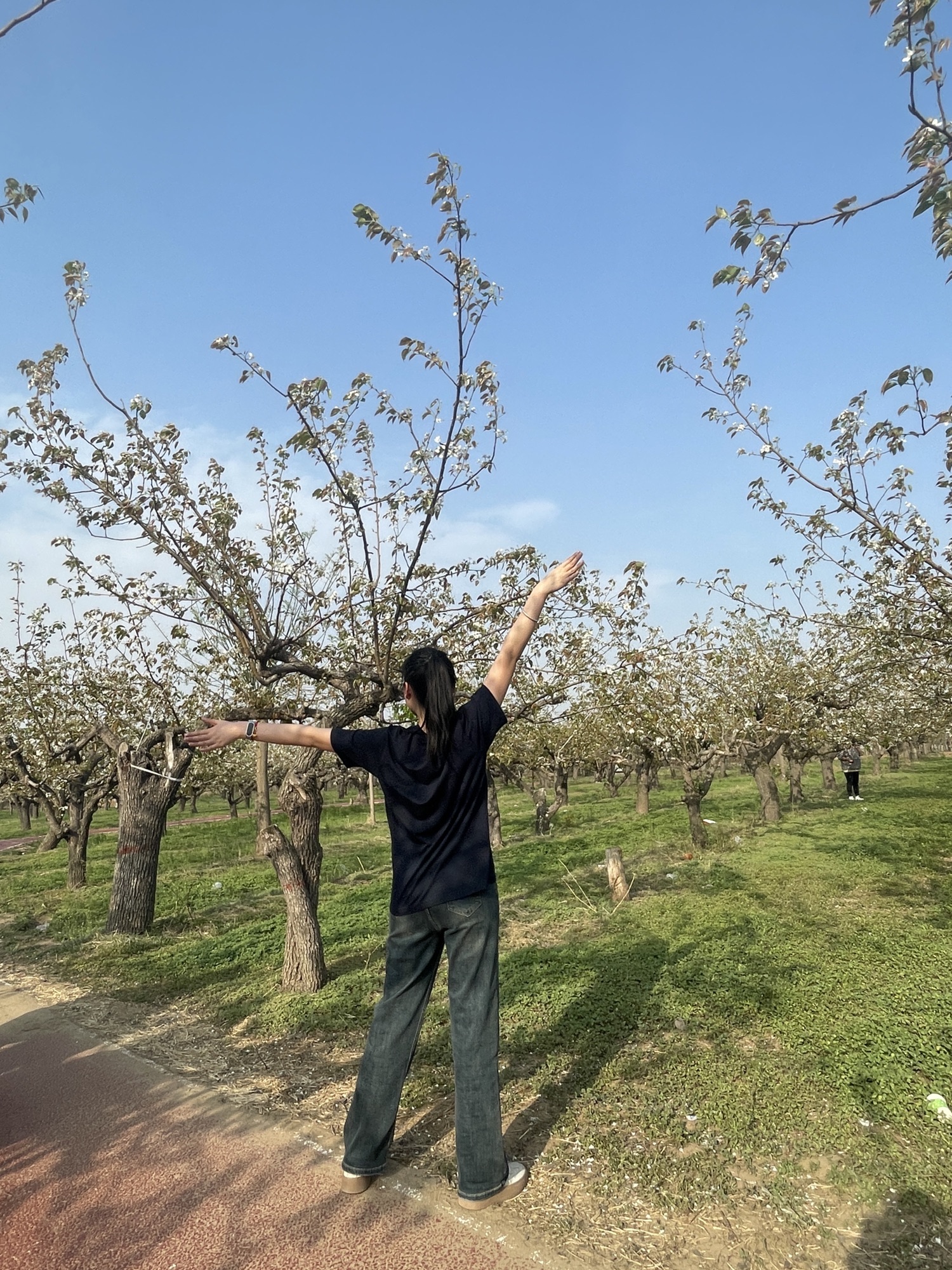 冯村古梨园广场旅行图片 1