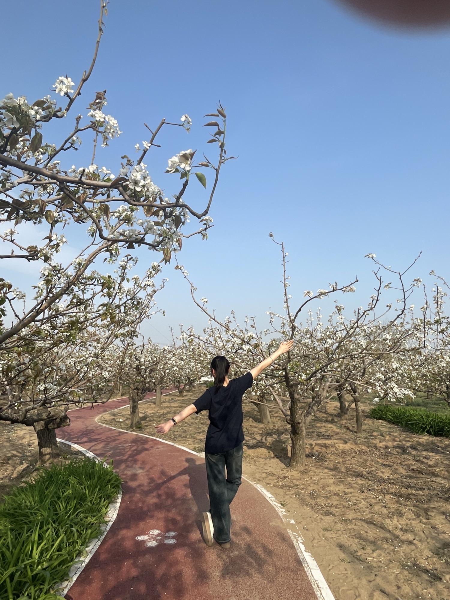 冯村古梨园广场旅行图片 3