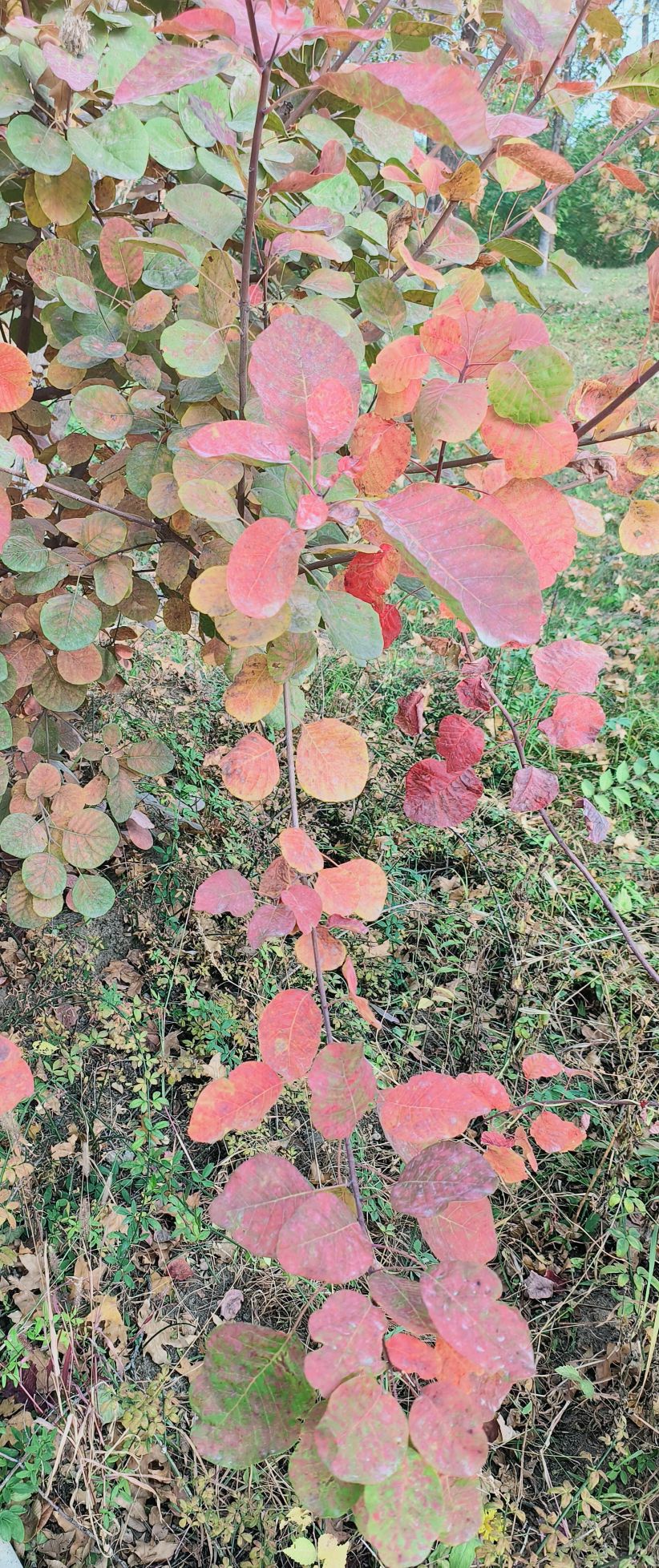 张郭庄休闲公园旅行图片 3