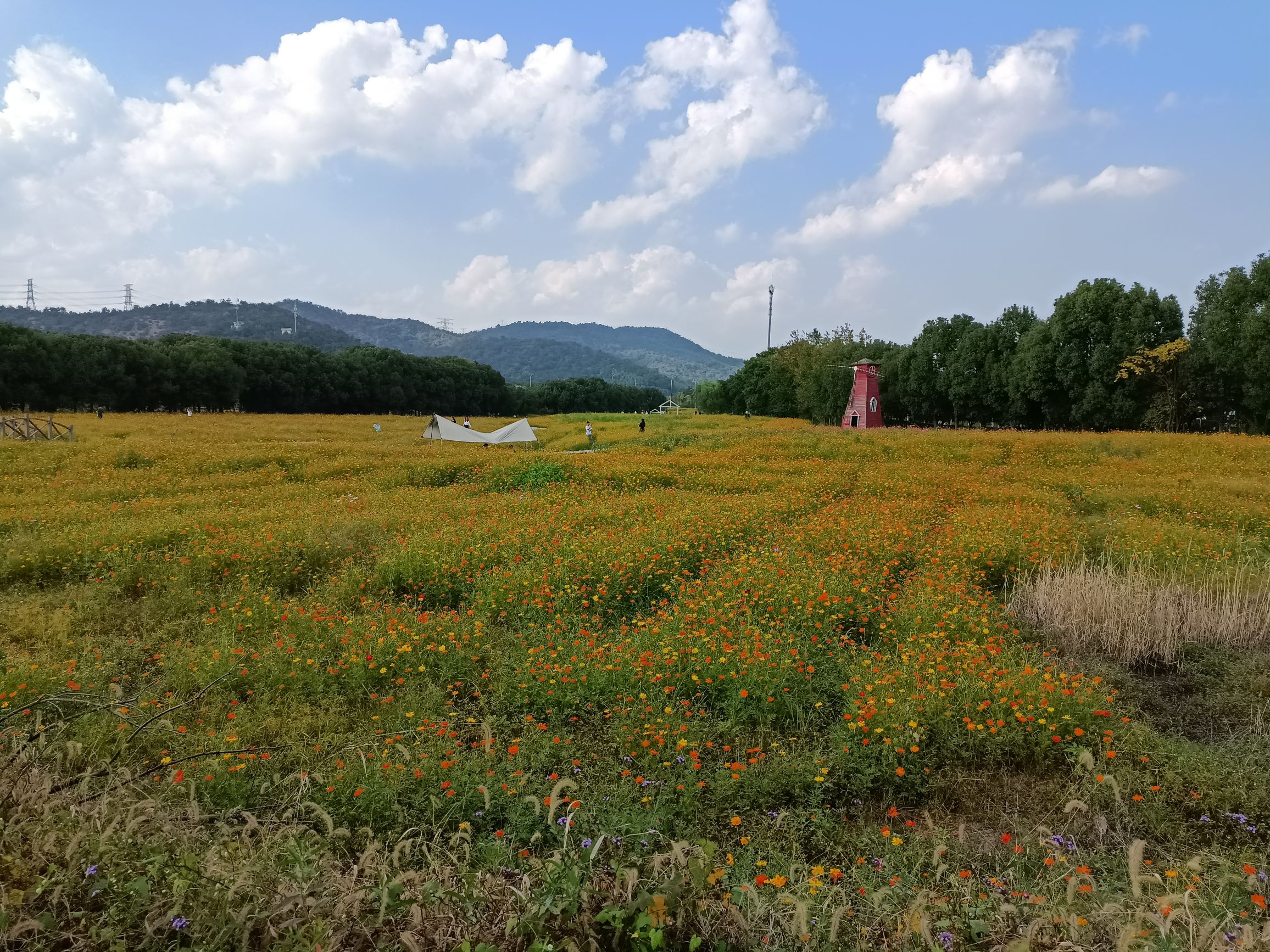 荪湖马鞭草花园旅行图片 1