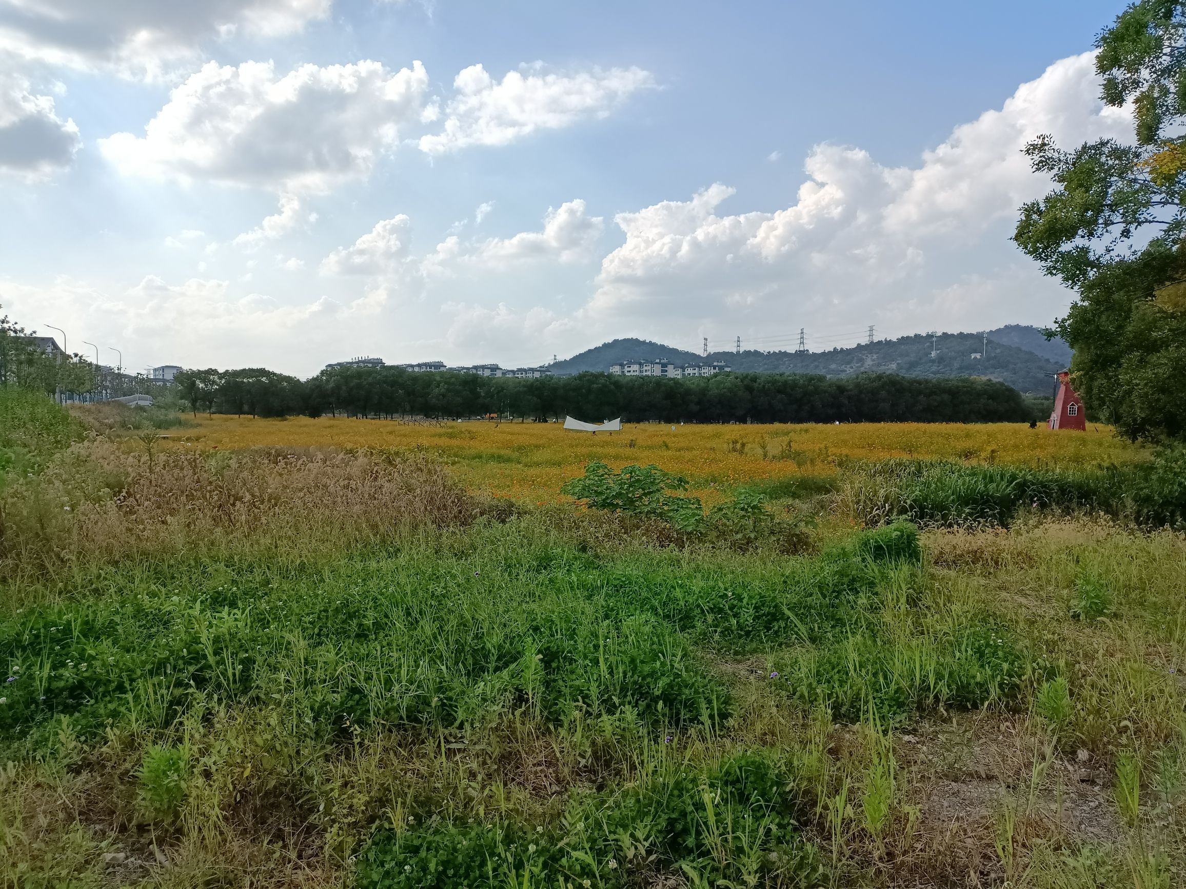 荪湖马鞭草花园旅行图片 2