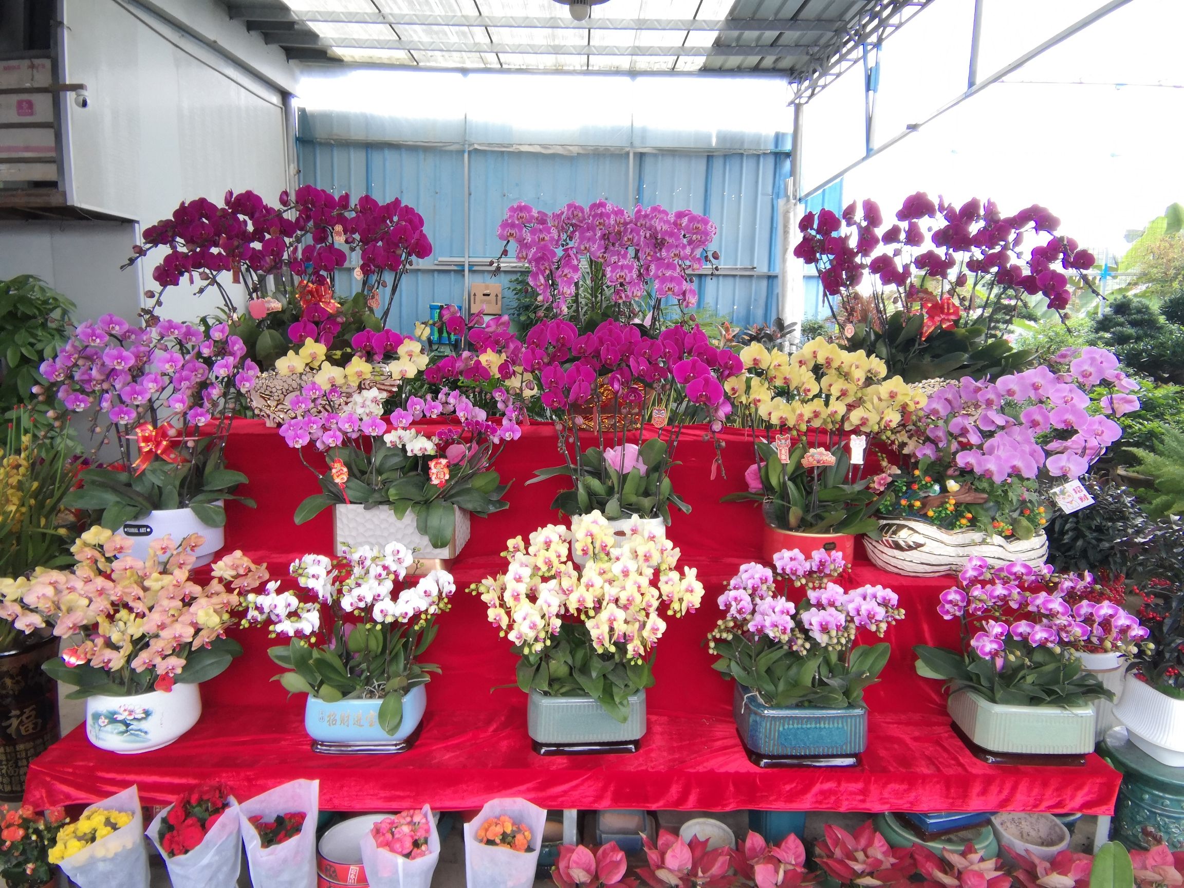 东江花卉世界