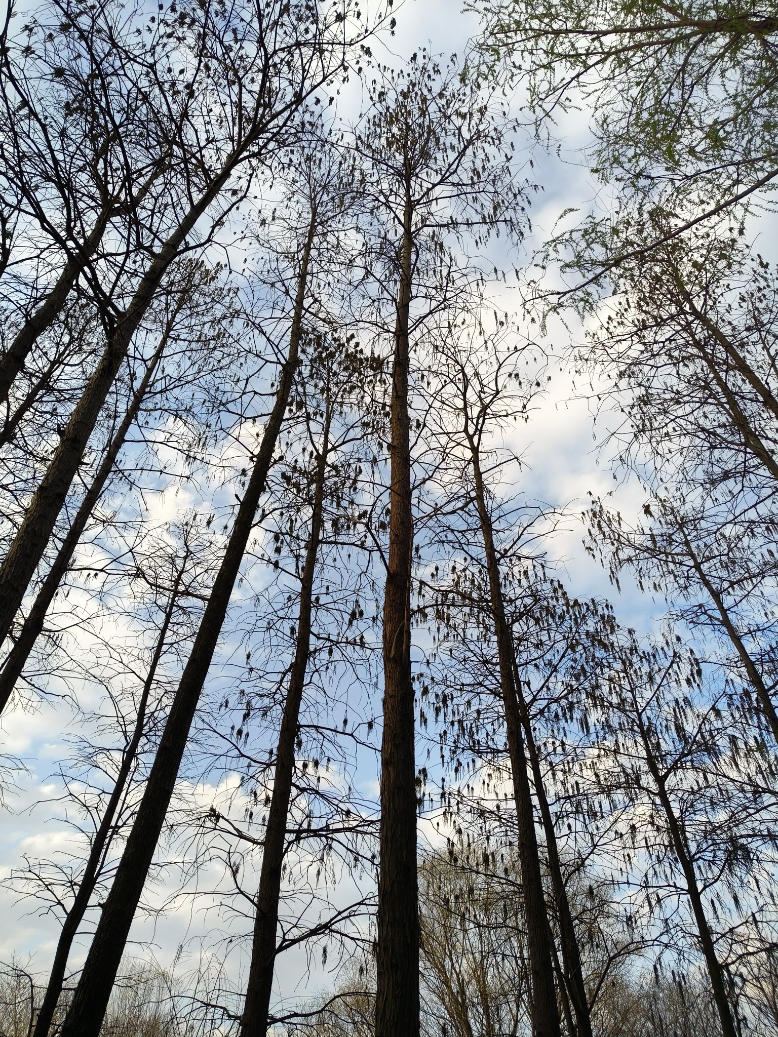 新江湾湿地生态观鸟拍鸟基地旅行图片 2