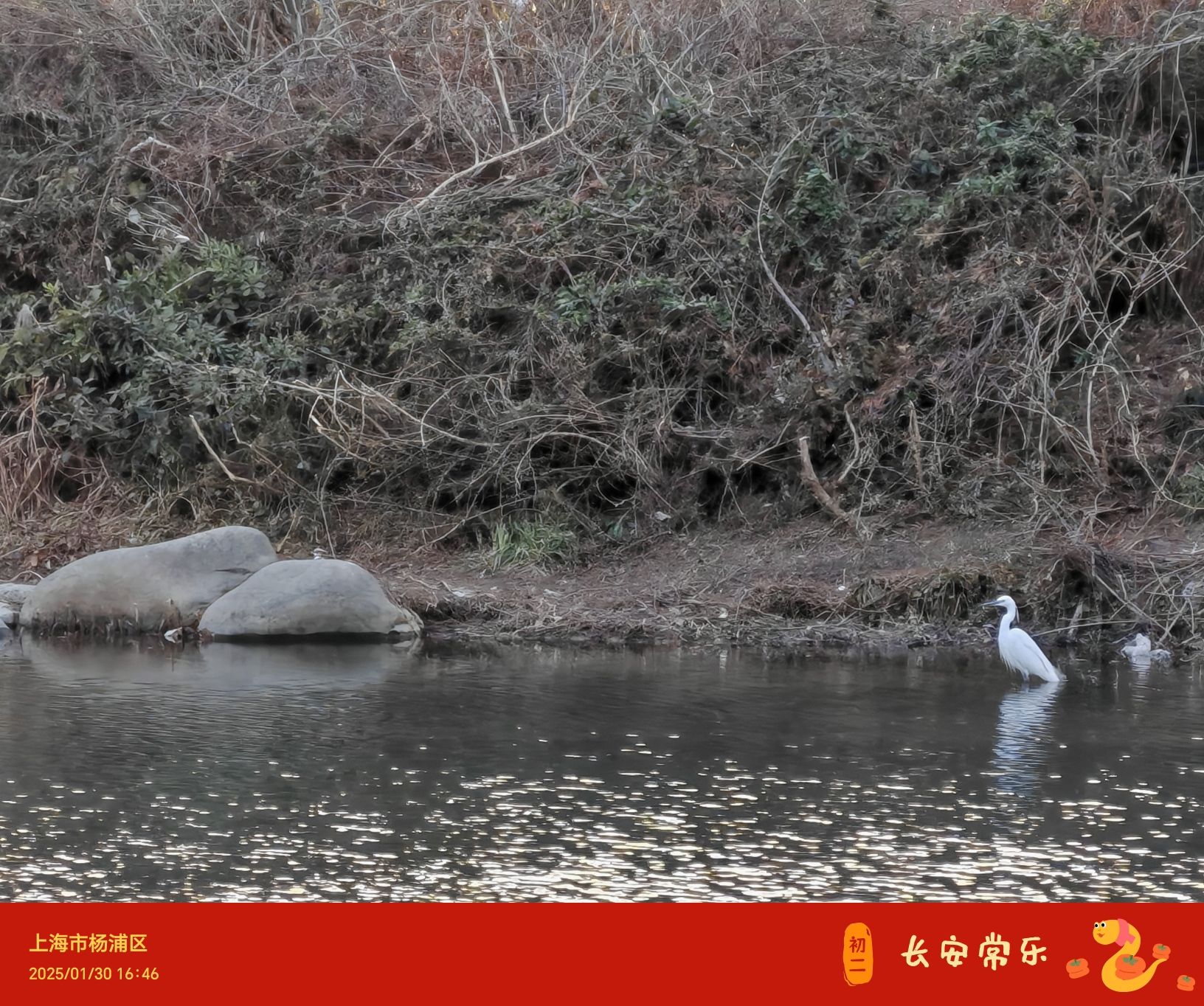 新江湾湿地生态观鸟拍鸟基地旅行图片 2