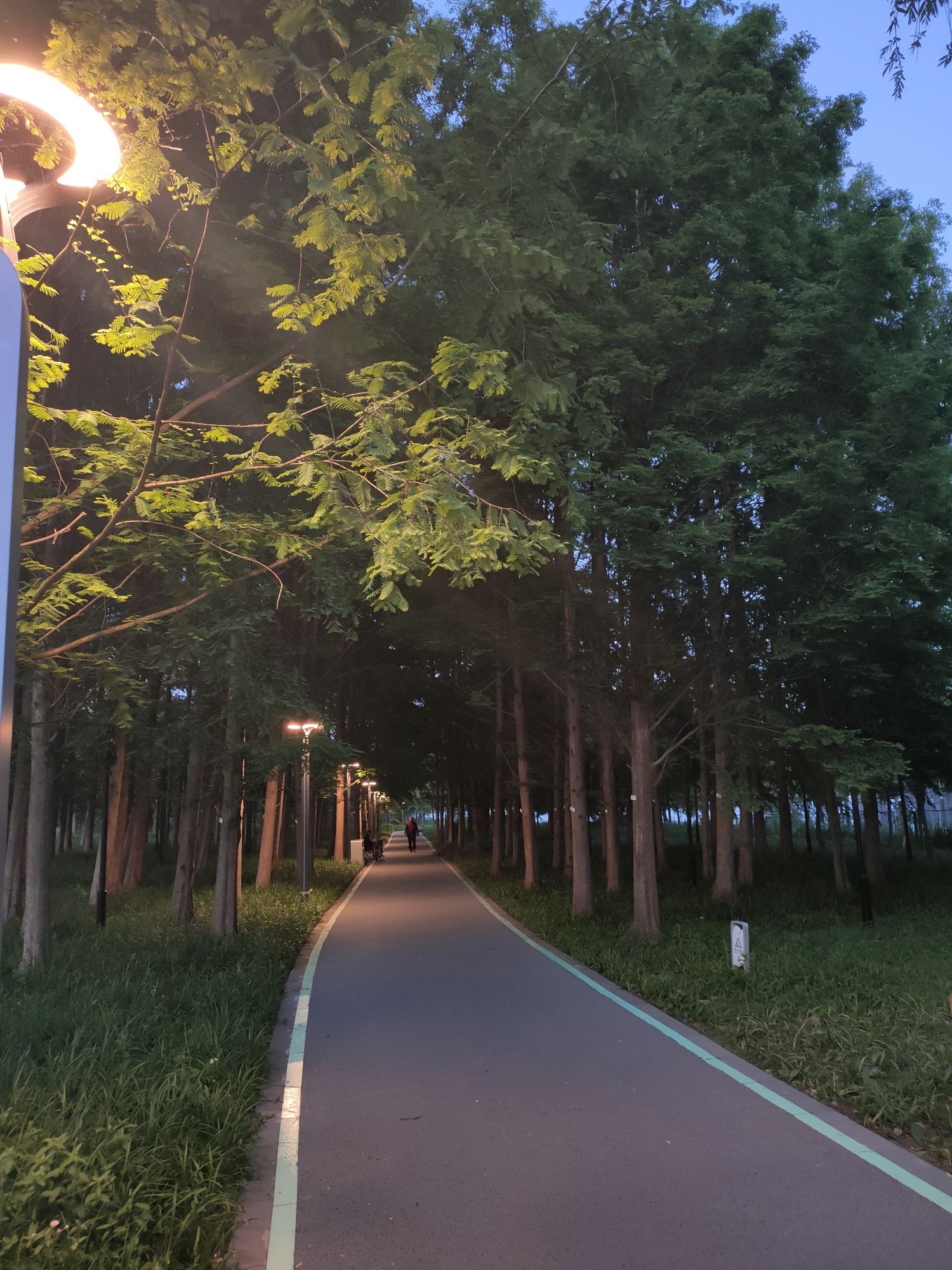 北支江公园旅行图片 3