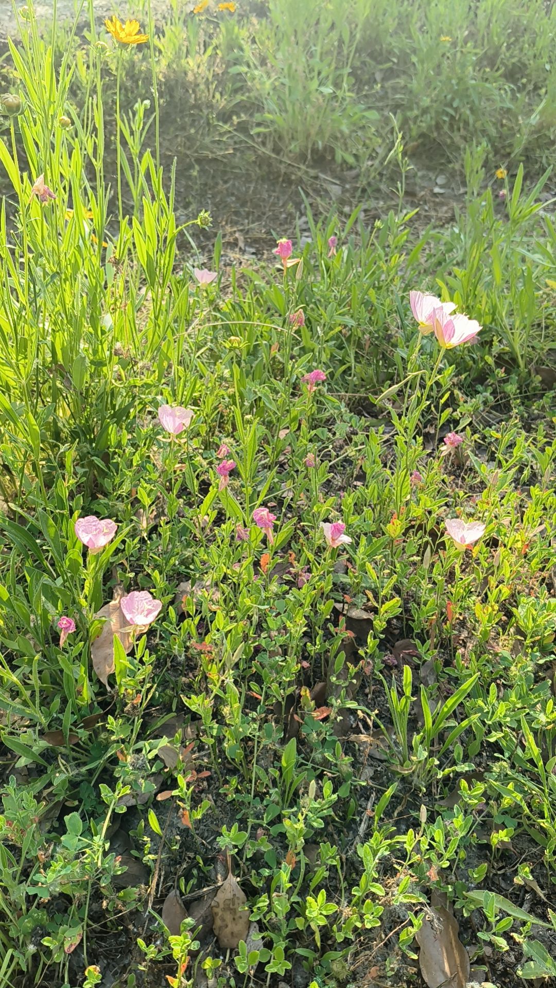平舆县植物园旅行图片 2