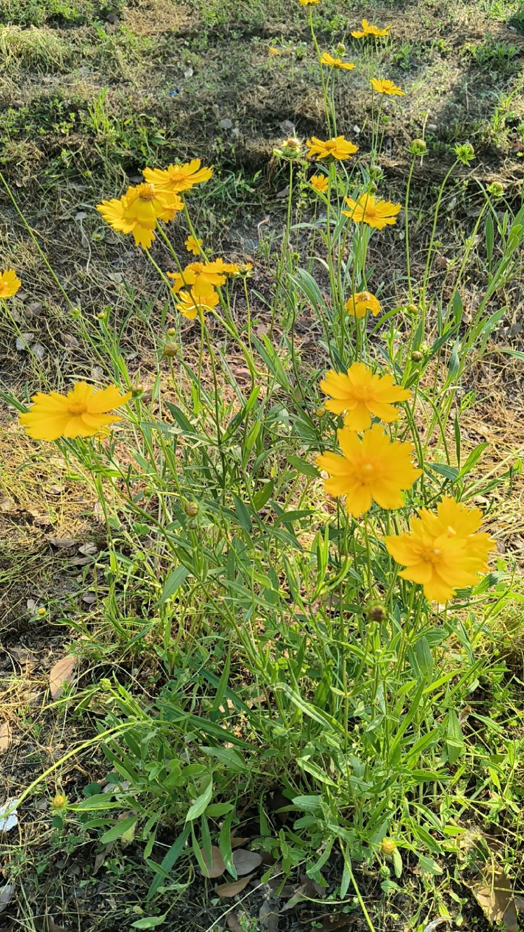 平舆县植物园旅行图片 1