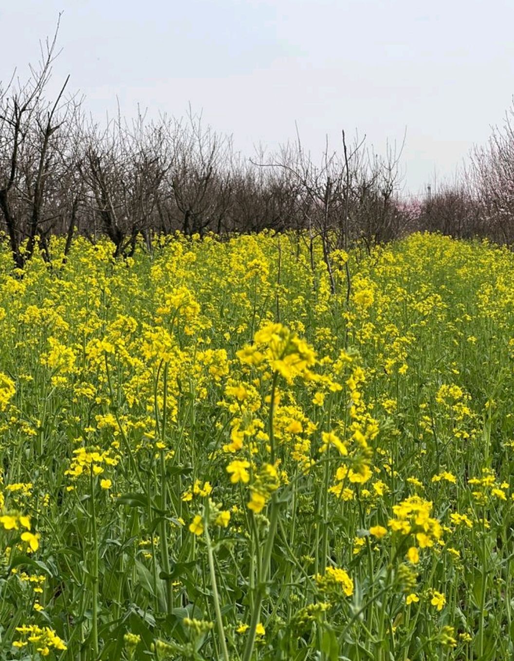 平舆县植物园旅行图片 3