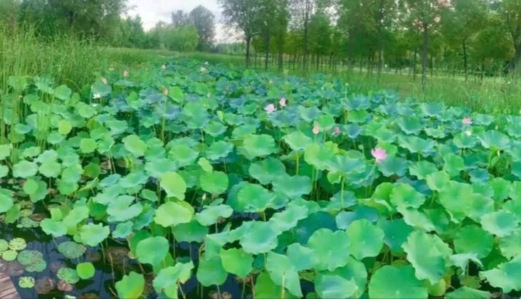 平舆县植物园旅行图片 1